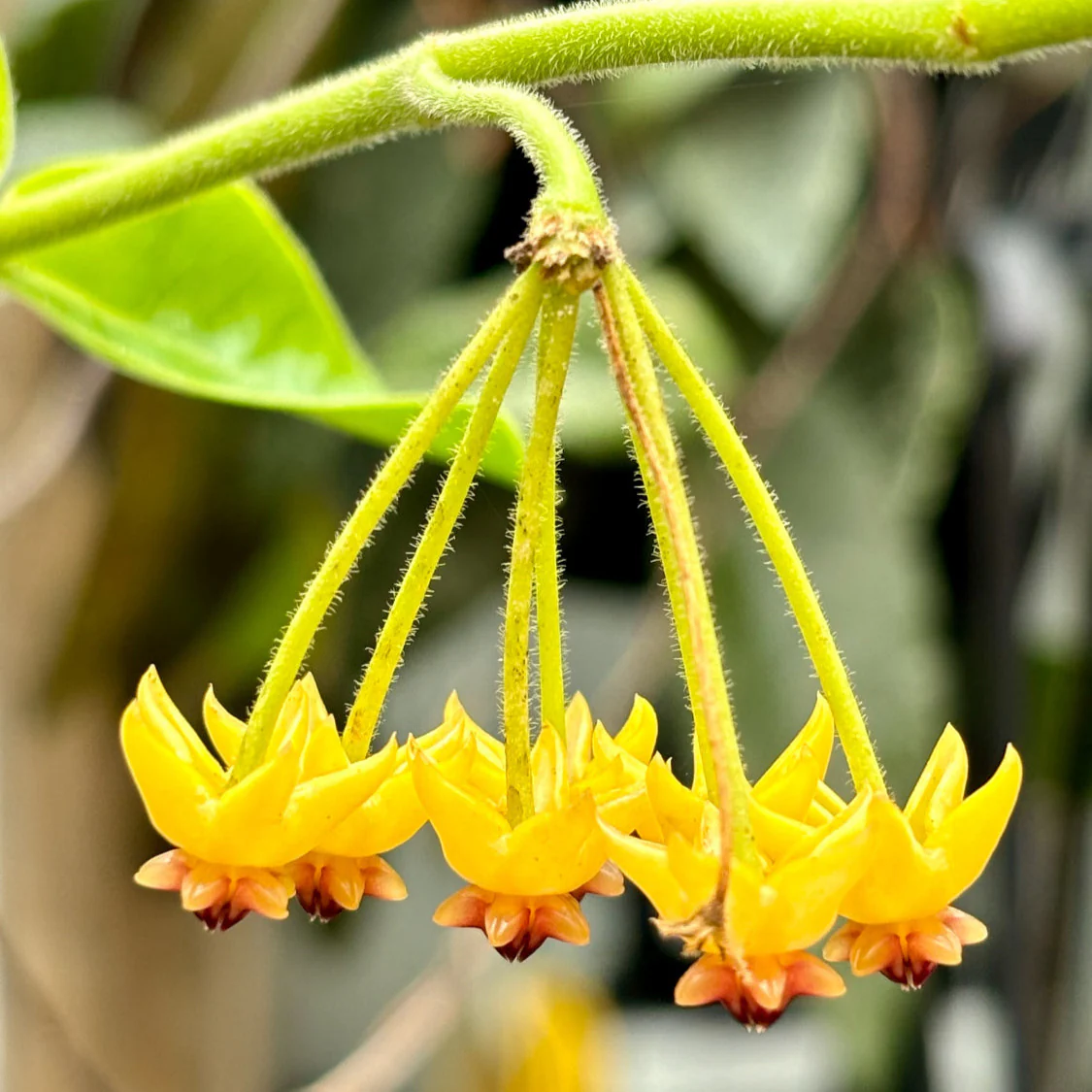 Hoya densifolia H203 - Image 3