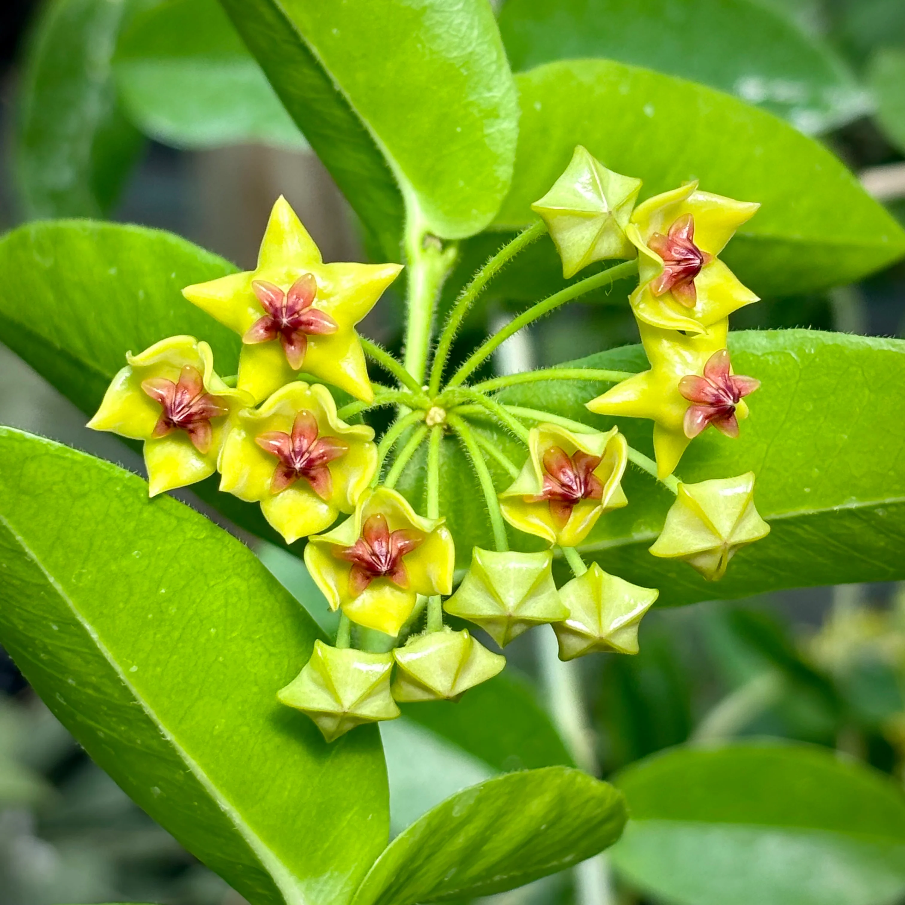 Hoya densifolia H203 - Image 5