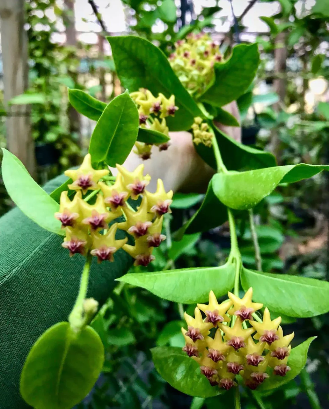Hoya densifolia H203 - Image 6