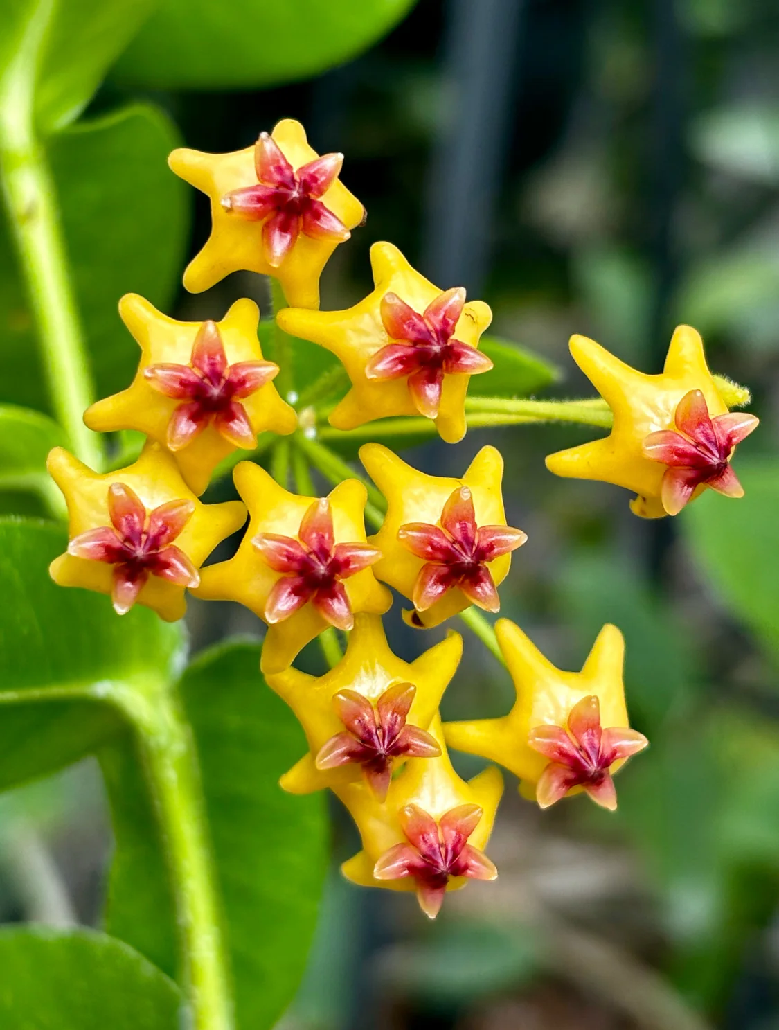 Hoya densifolia H203 - Image 7