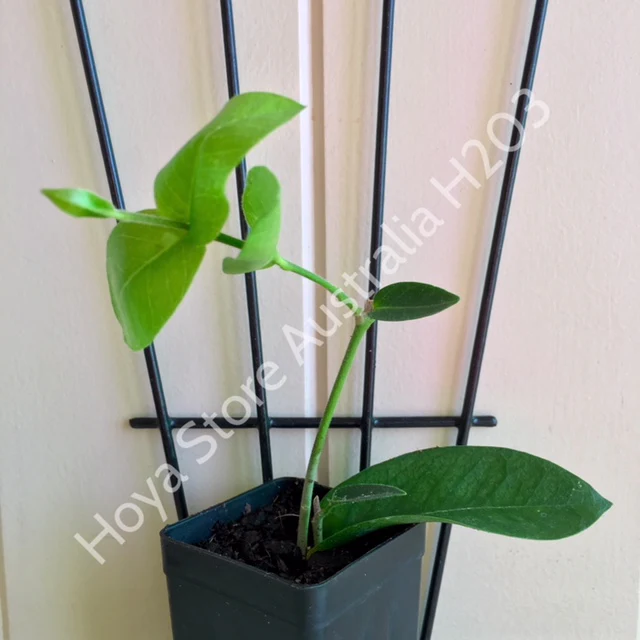 Hoya densifolia H203 - Image 9