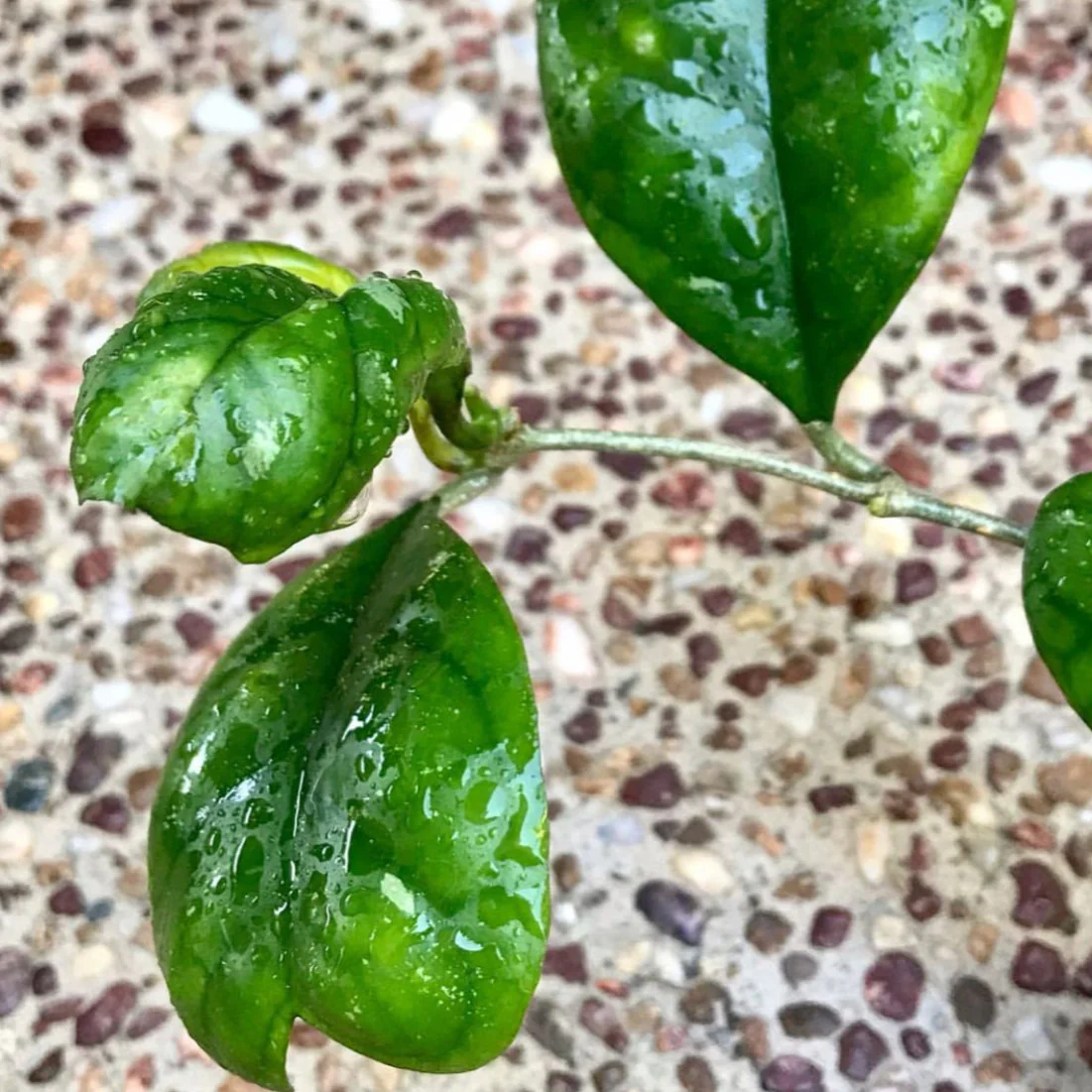 Hoya deykei Sumatra IML 1185 H19 - Image 2