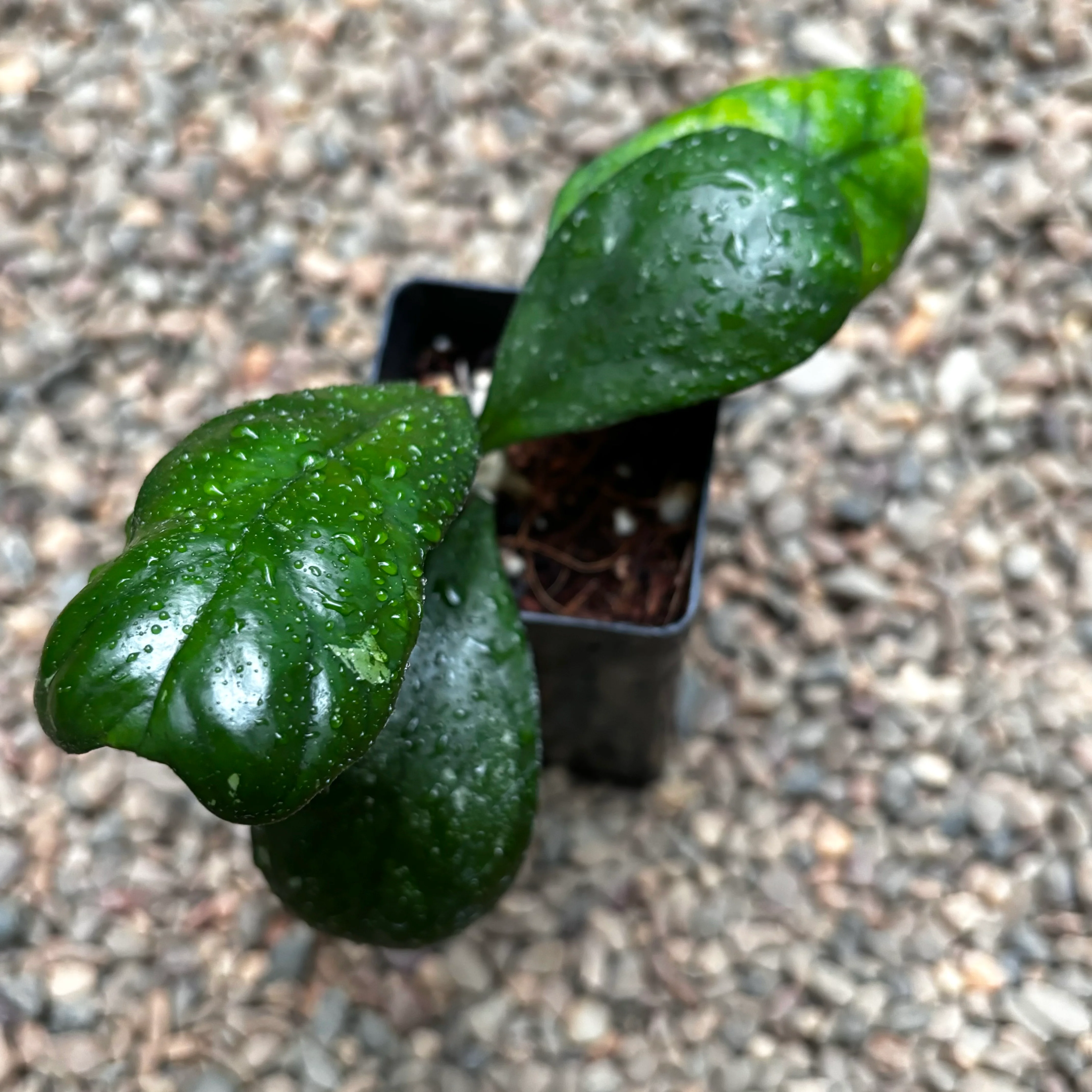 Hoya deykei Sumatra IML 1185 H19 - Image 6