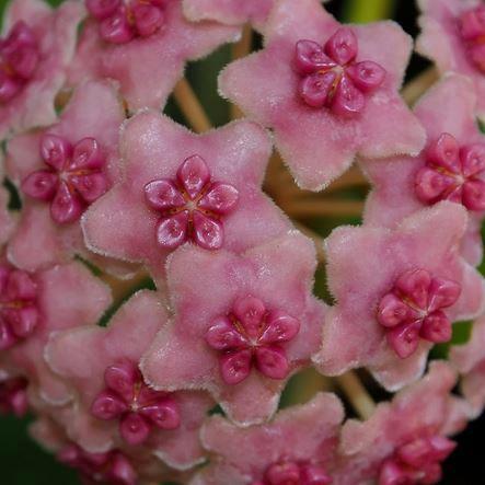Hoya diversifolia H151