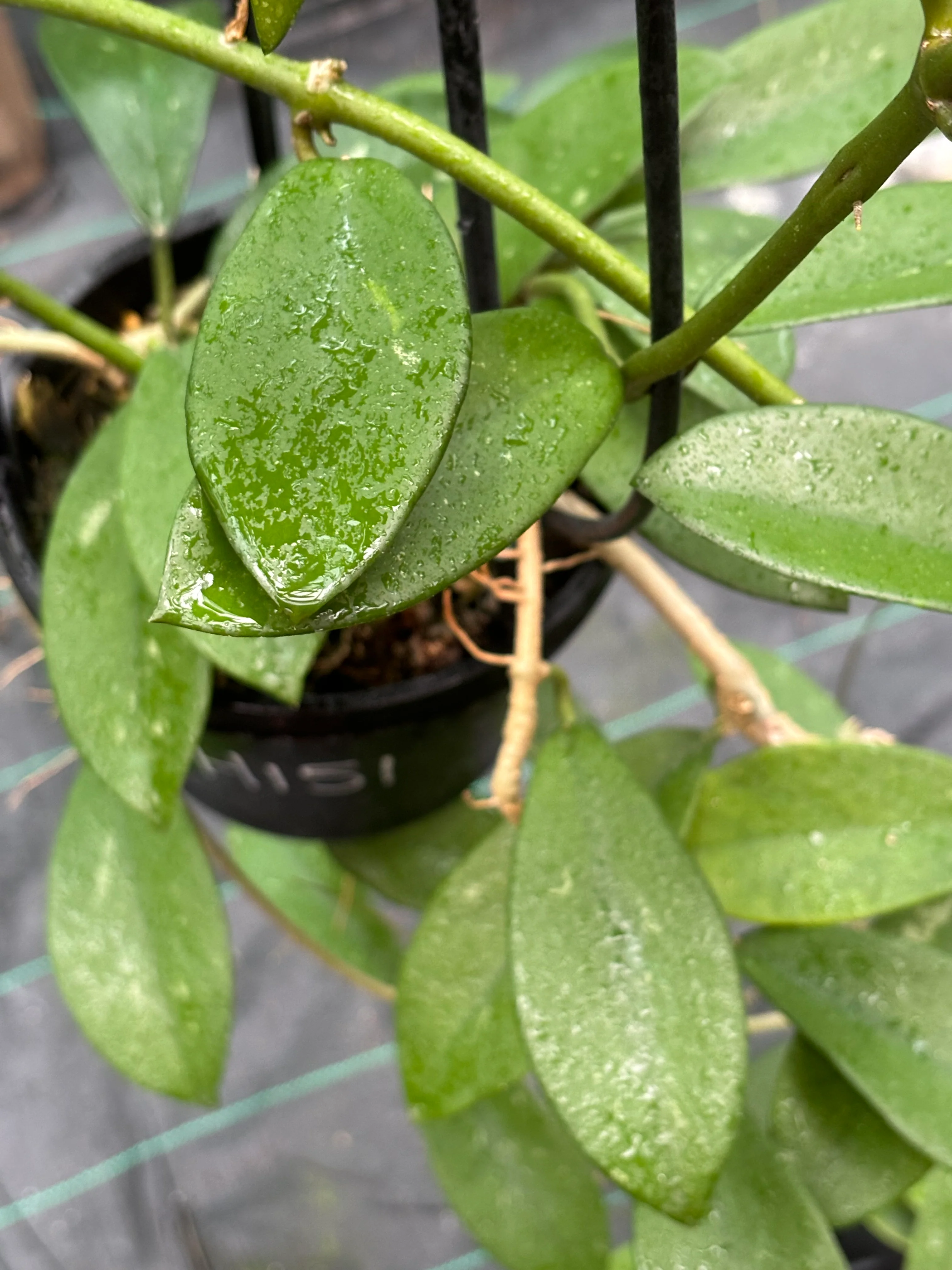 Hoya diversifolia H151 - Image 2