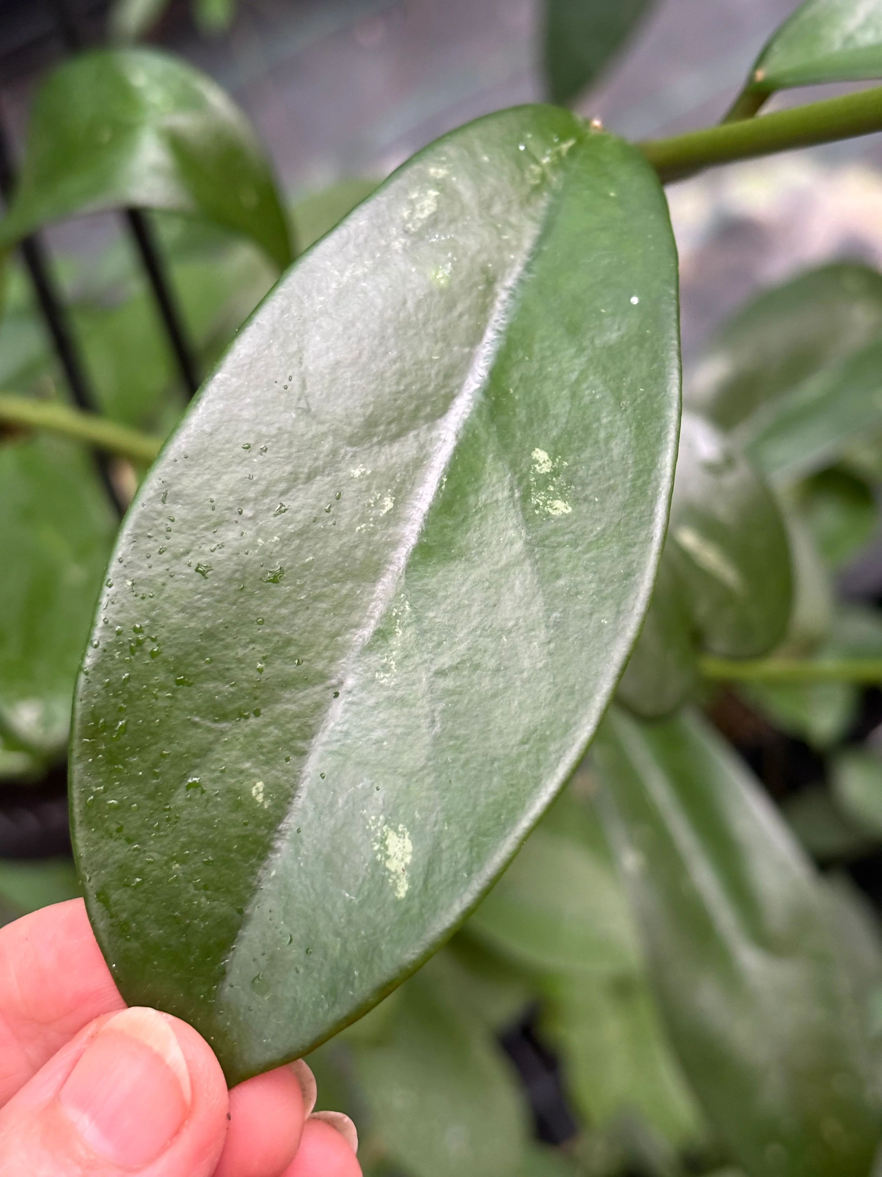 Hoya diversifolia H151 - Image 3