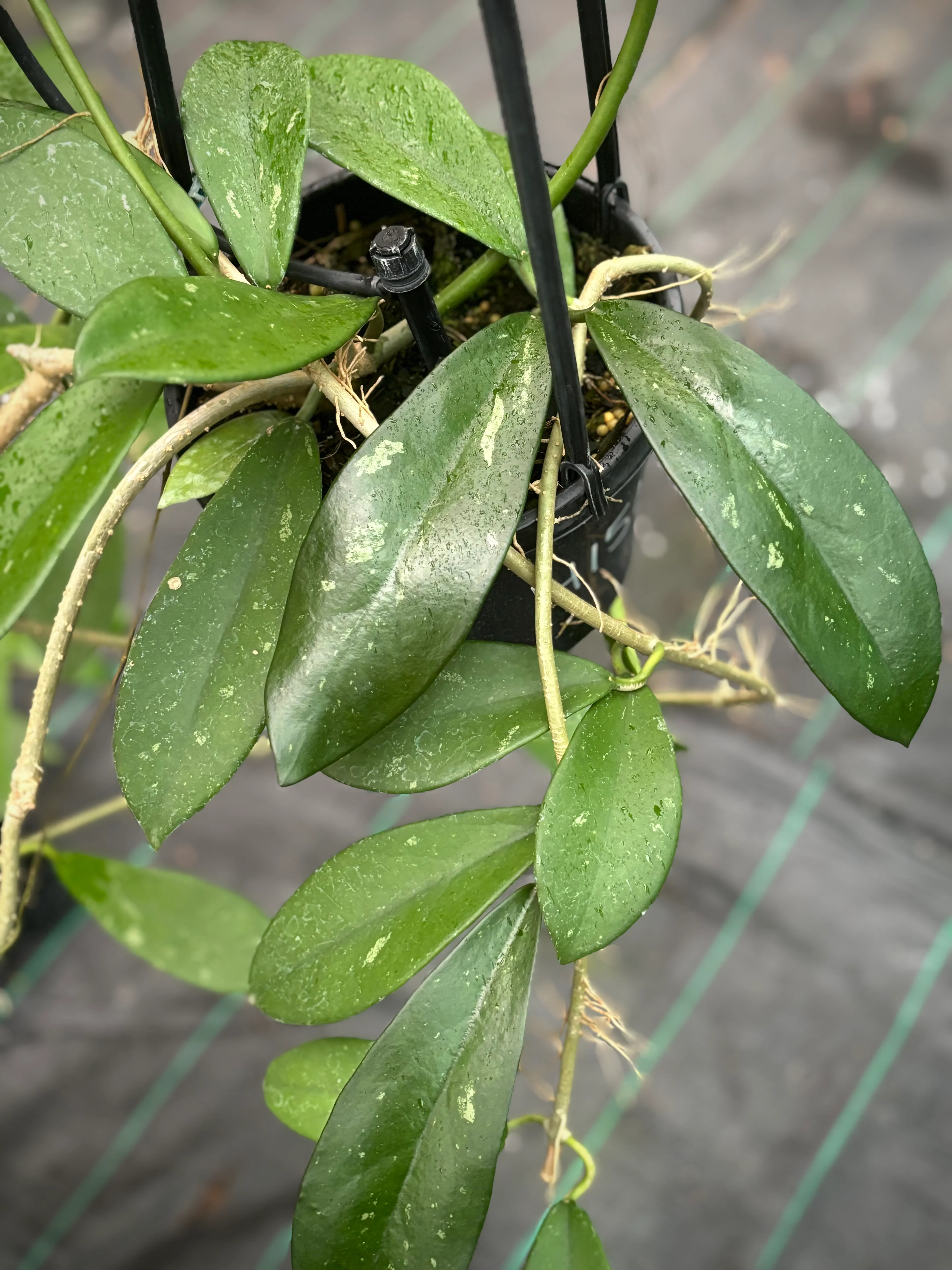 Hoya diversifolia H151 - Image 4