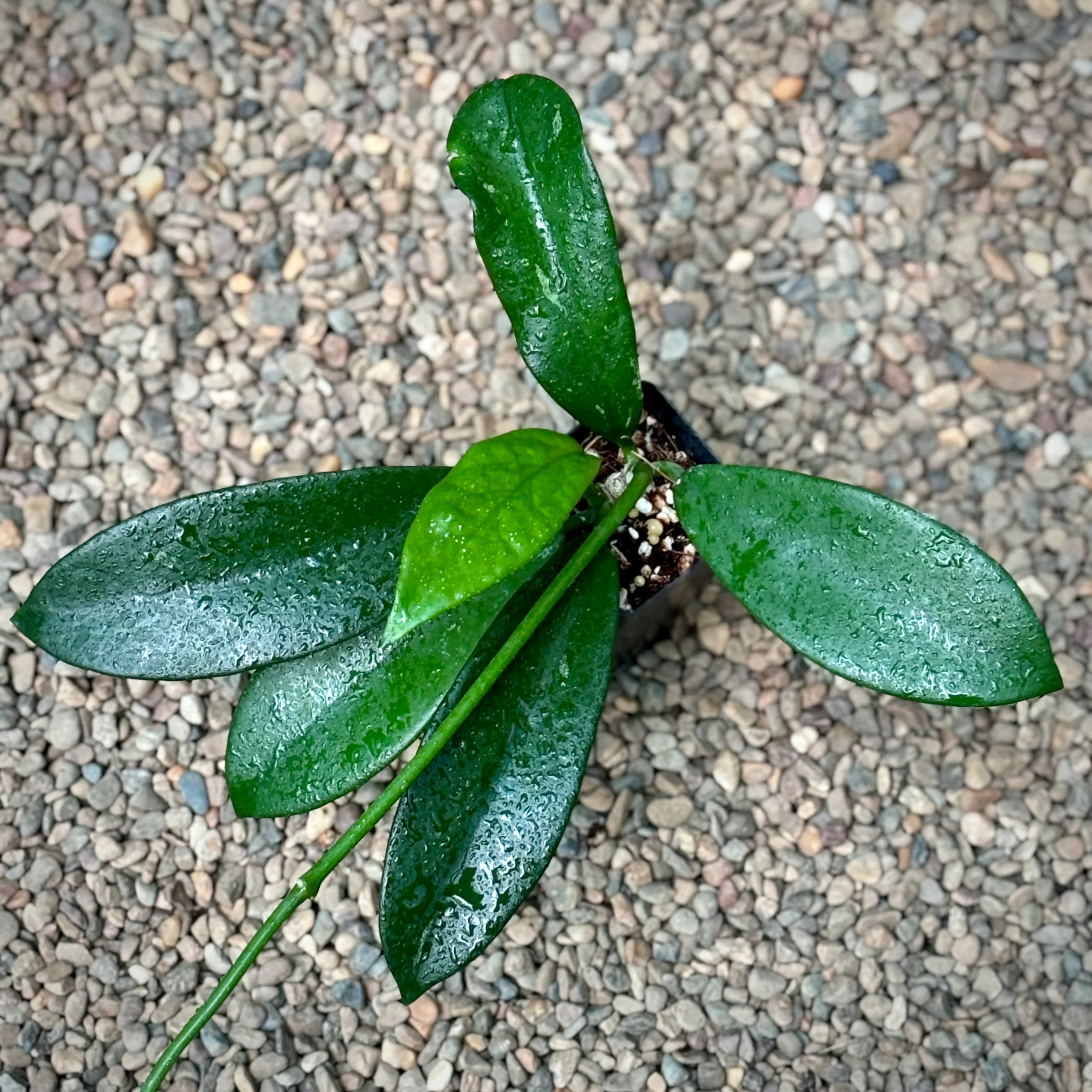 Hoya diversifolia H151 - Image 5