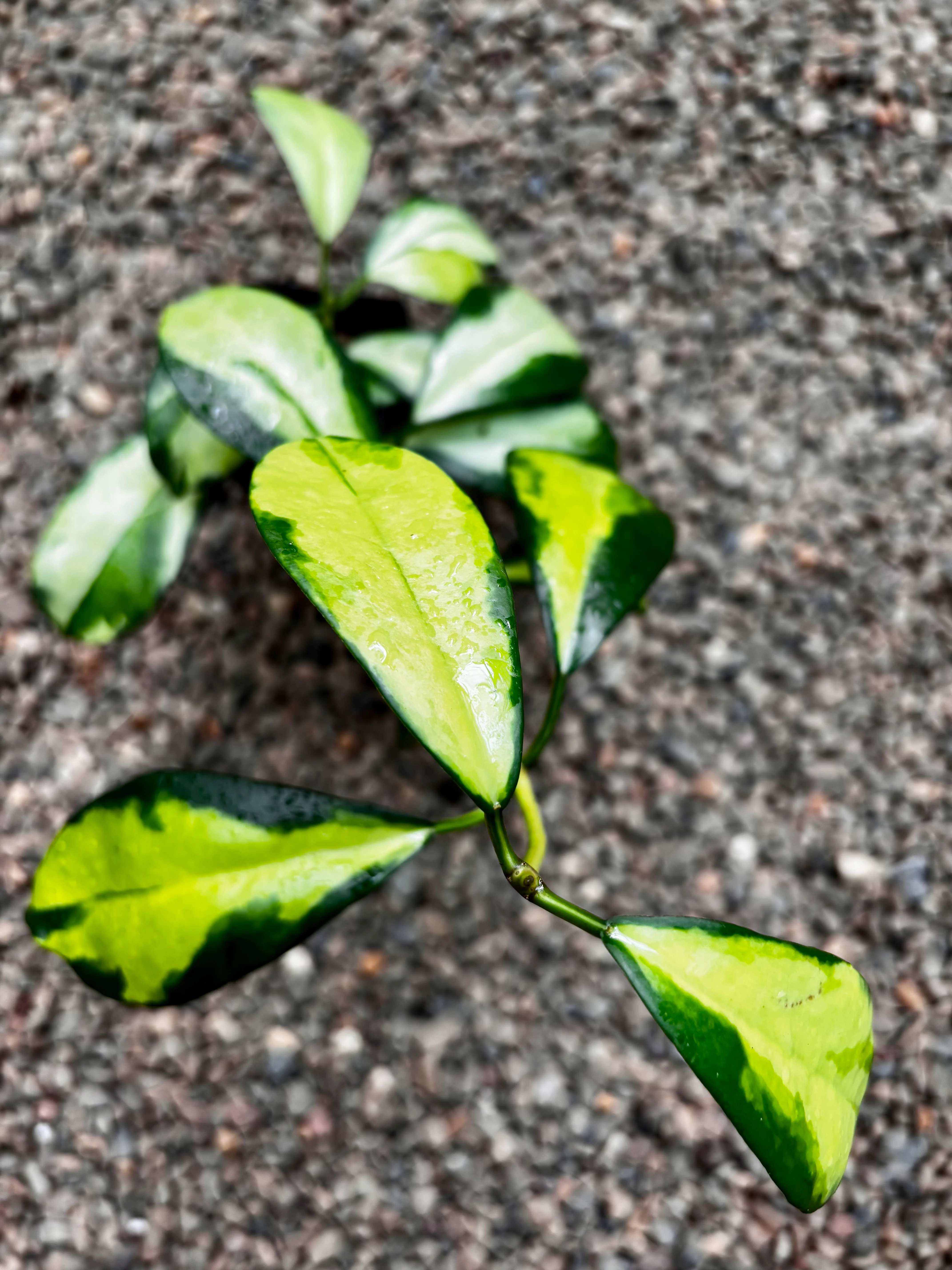 Hoya diversifolia 'Maharani' (variegata) H477 - Image 3