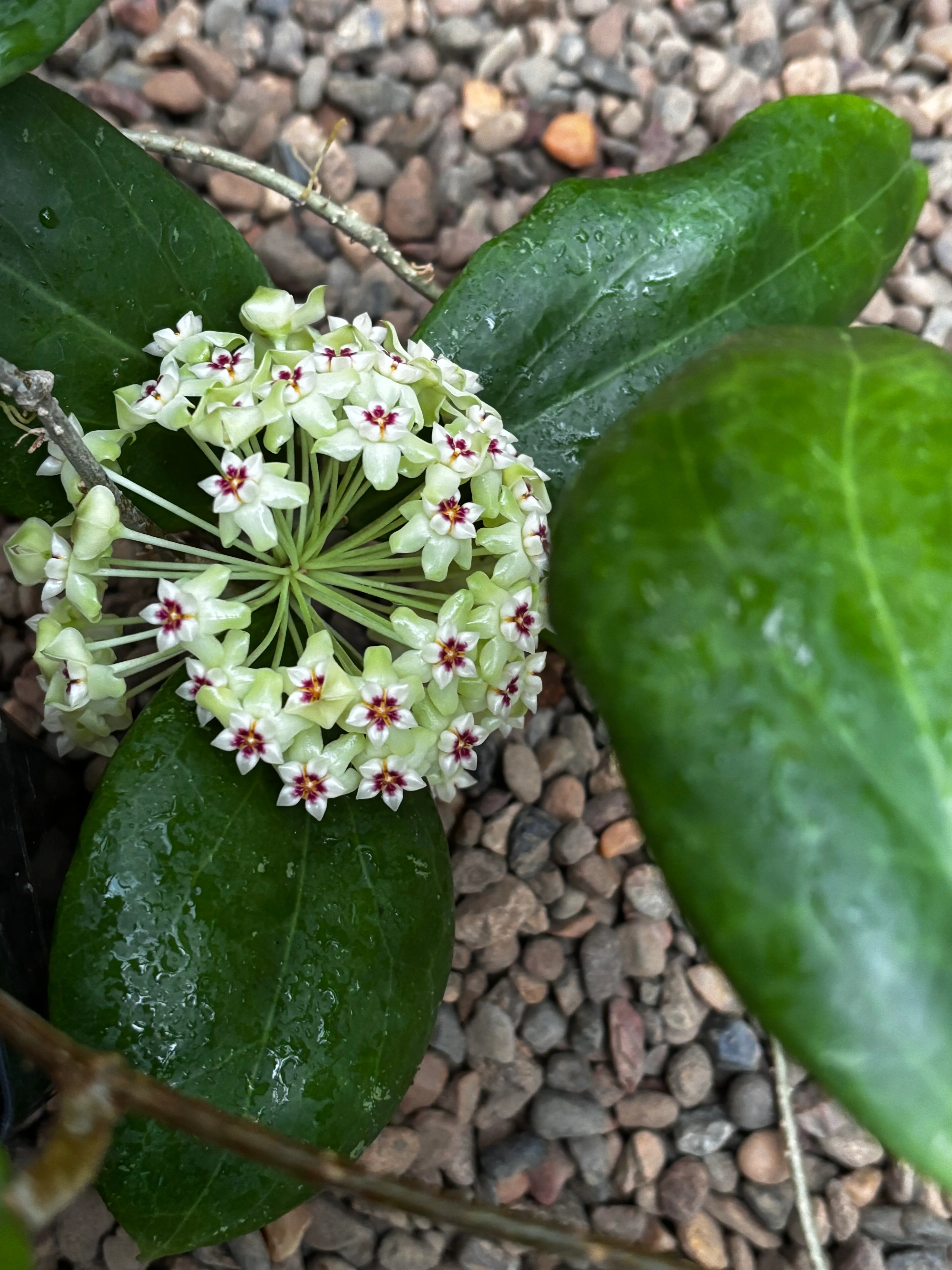 Hoya dolichosparte IML 1377 H99 - Image 10