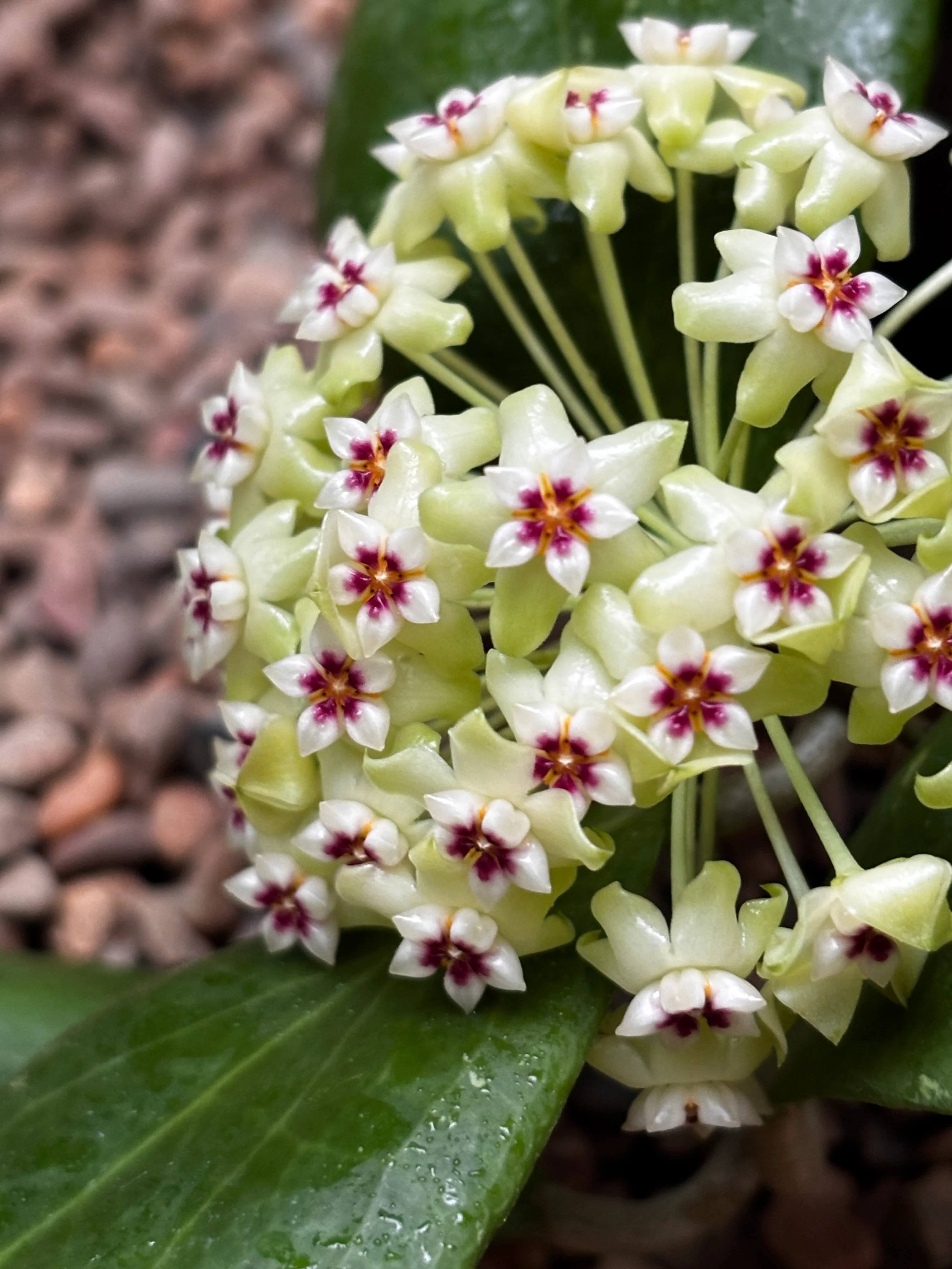 Hoya dolichosparte IML 1377 H99 - Image 3