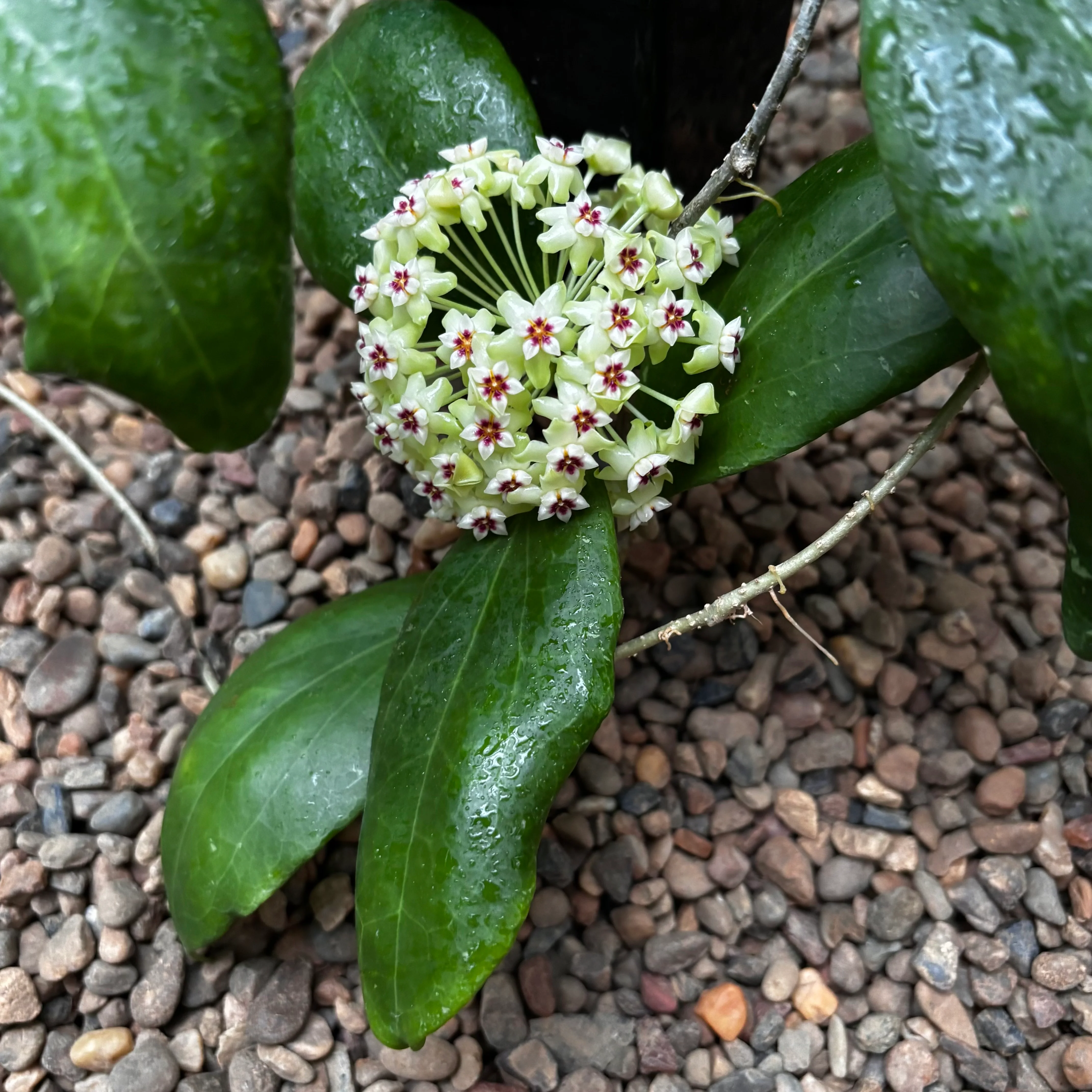 Hoya dolichosparte IML 1377 H99 - Image 7