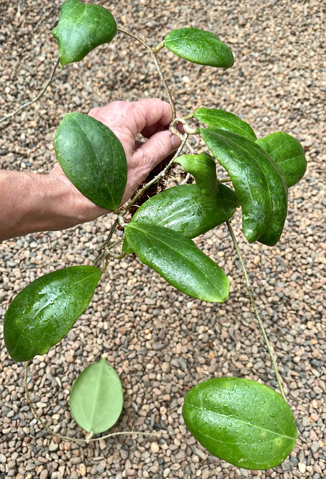 Hoya dolichosparte IML 1377 H99 - Image 8