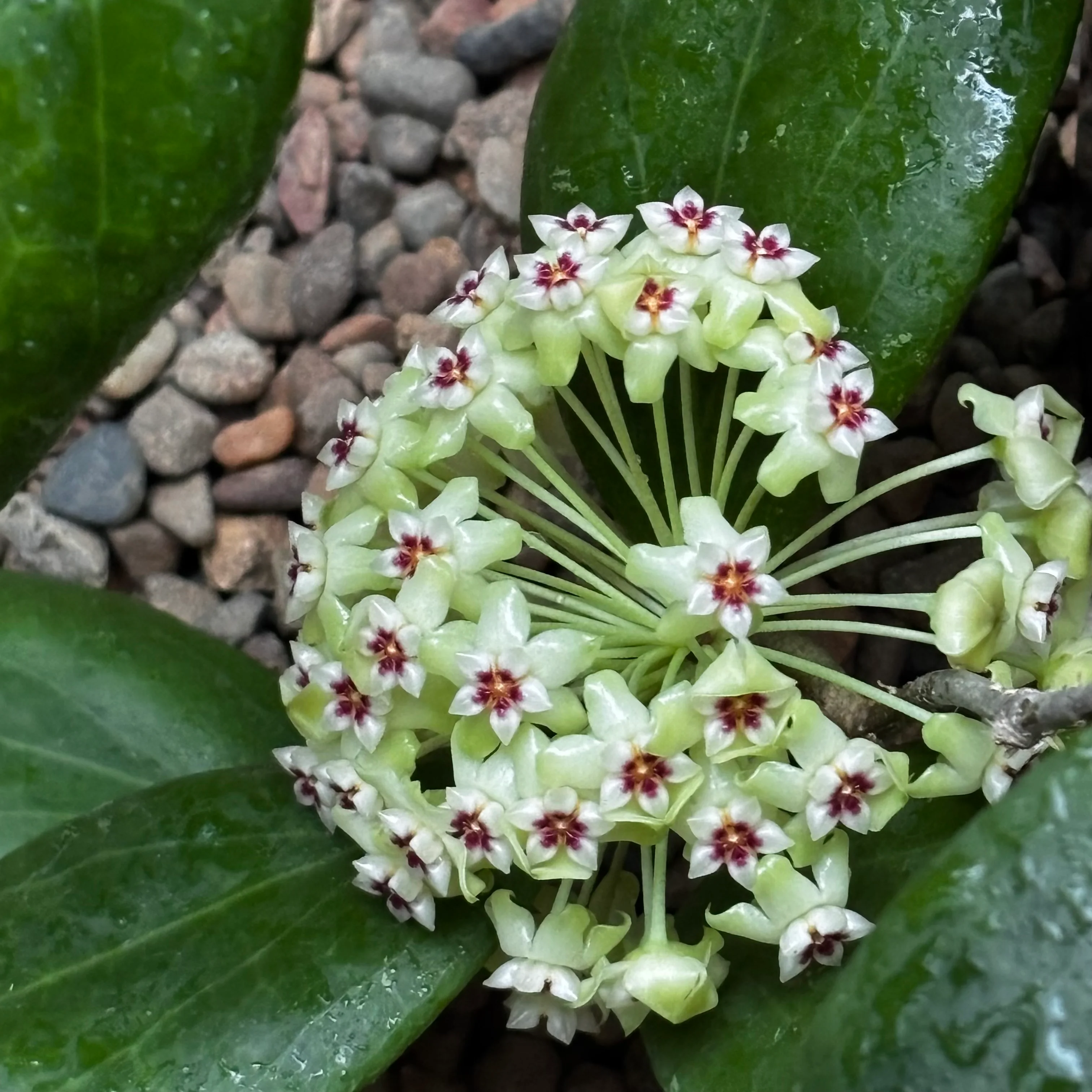 Hoya dolichosparte IML 1377 H99 - Image 9