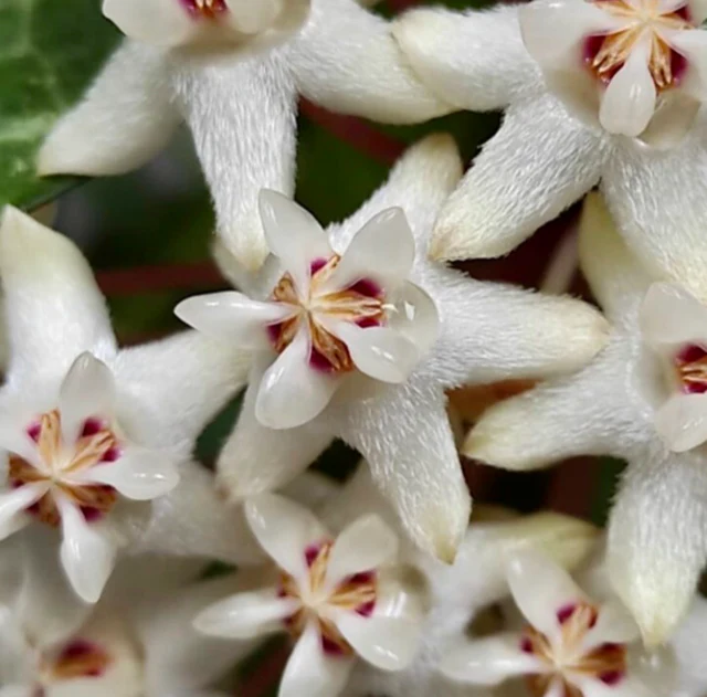 Hoya elliptica IML 1679 H336 - Image 2