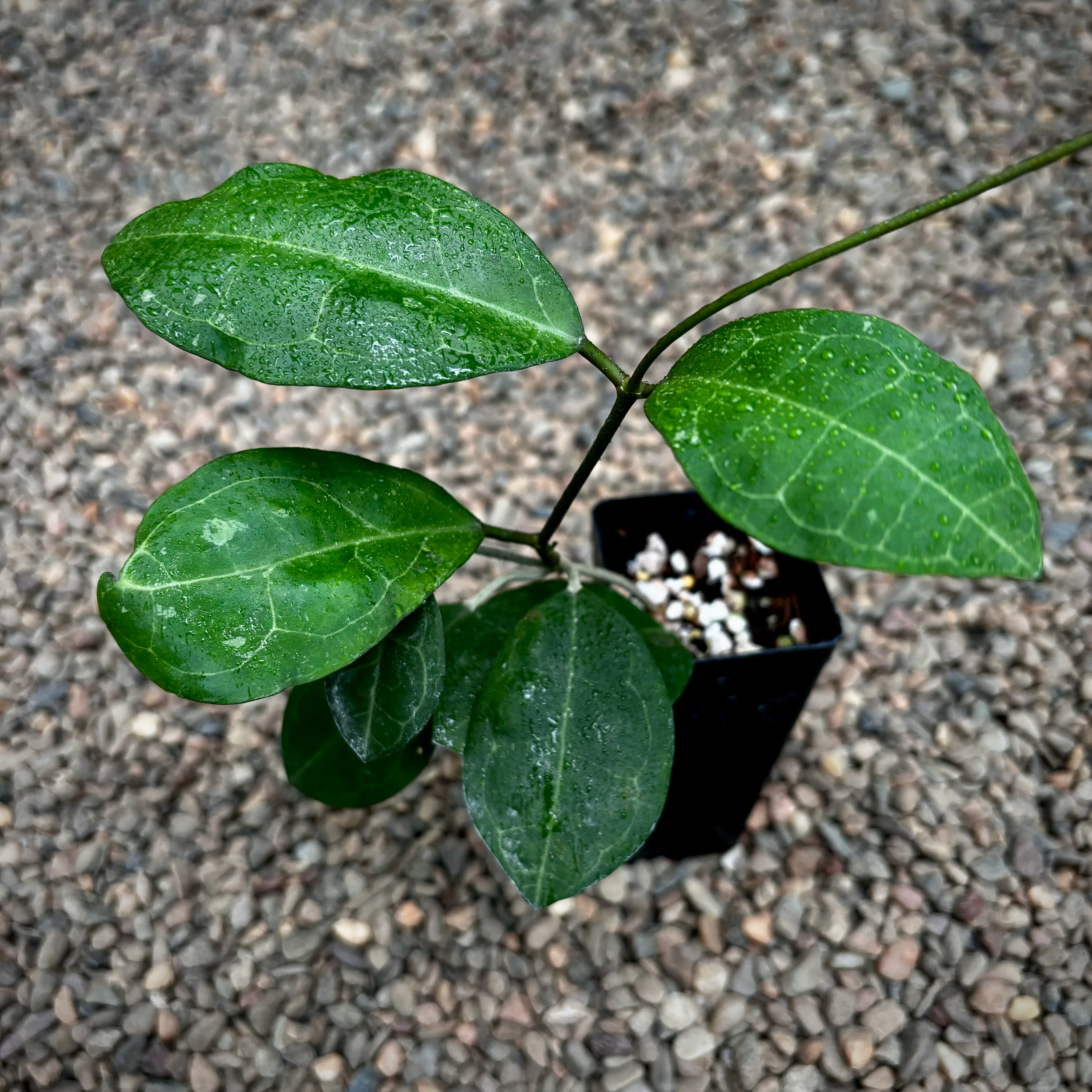 Hoya elliptica IML 1679 H336 - Image 5