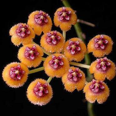 Hoya endauensis IML 1620 H57