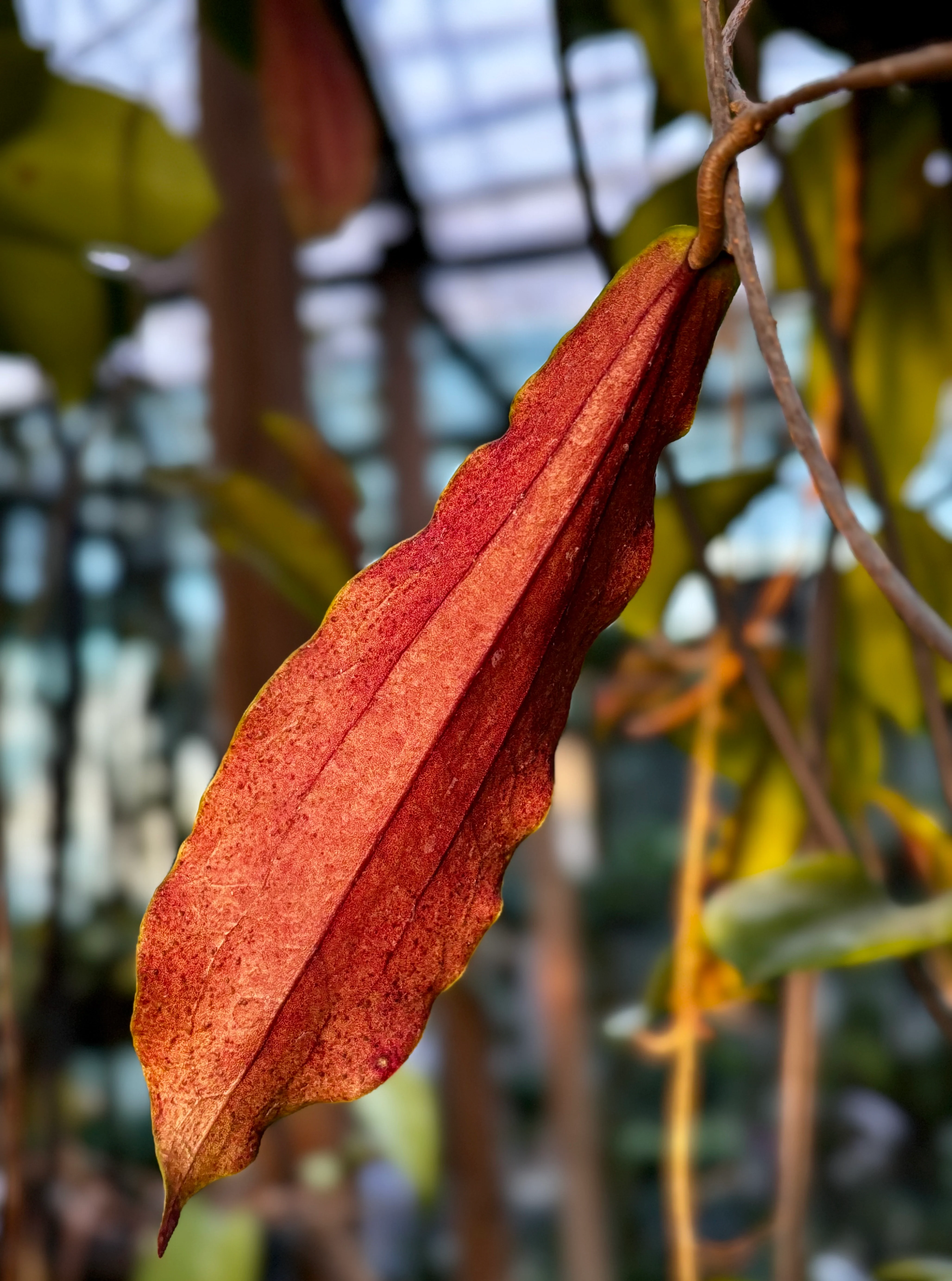 Hoya erythrina H24 - Image 11