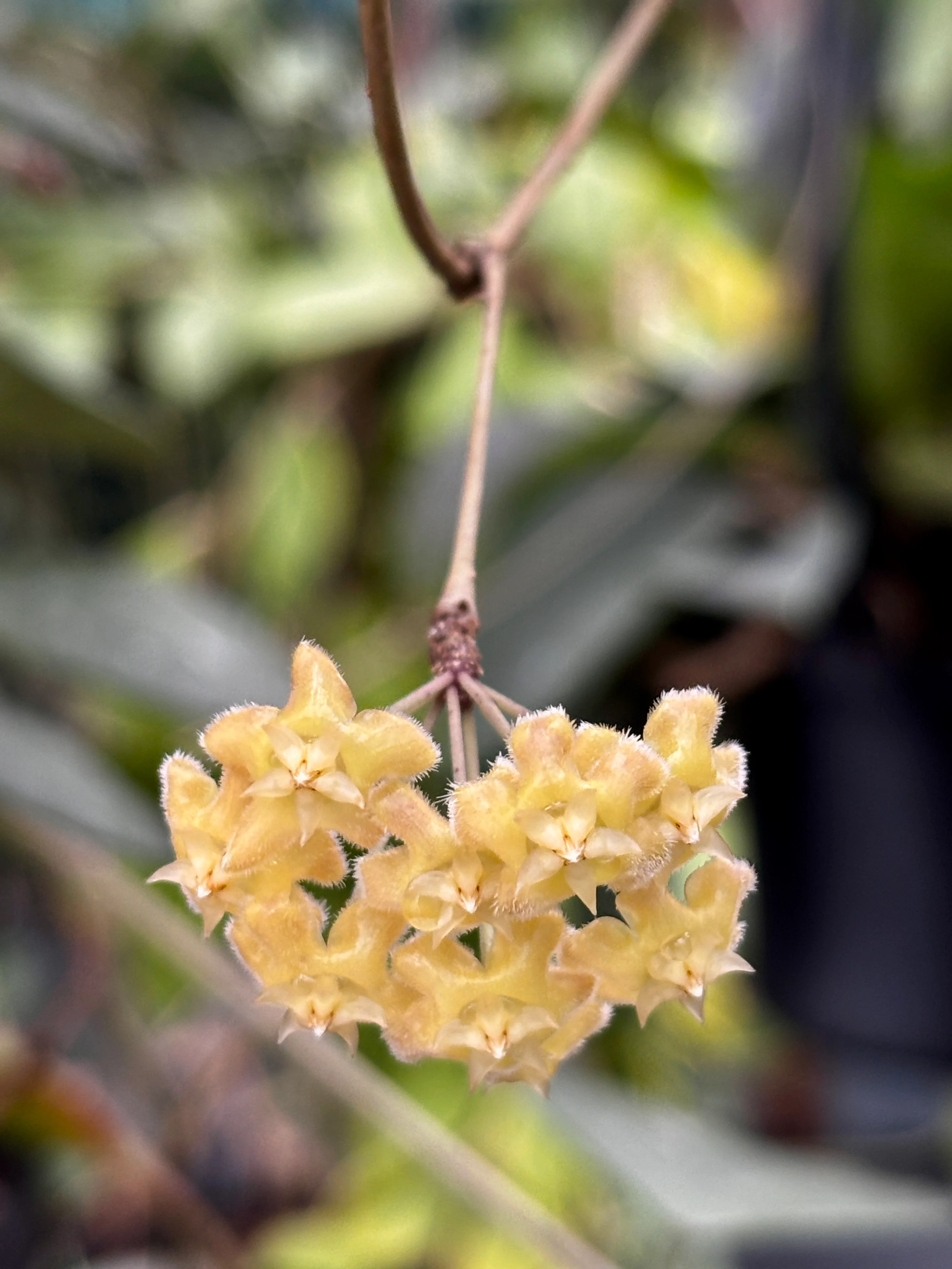 Hoya erythrina H24 - Image 12