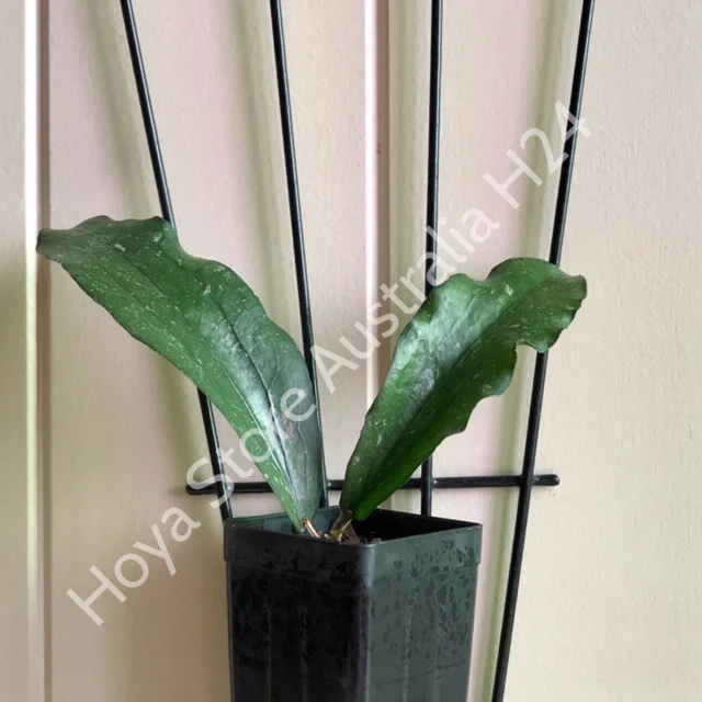 Hoya erythrina H24 - Image 14