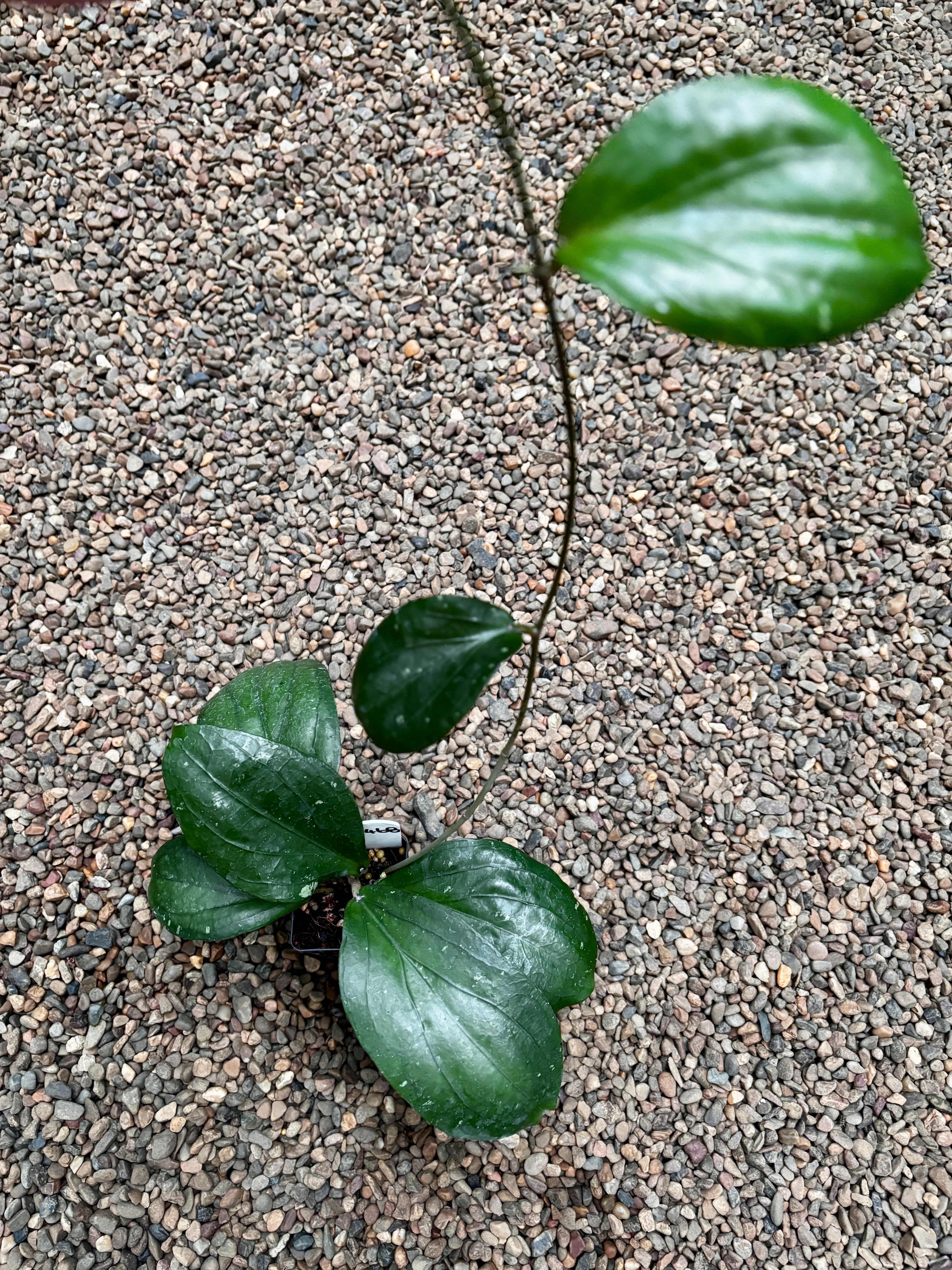 Hoya erythrina (purple) H468 - Image 4
