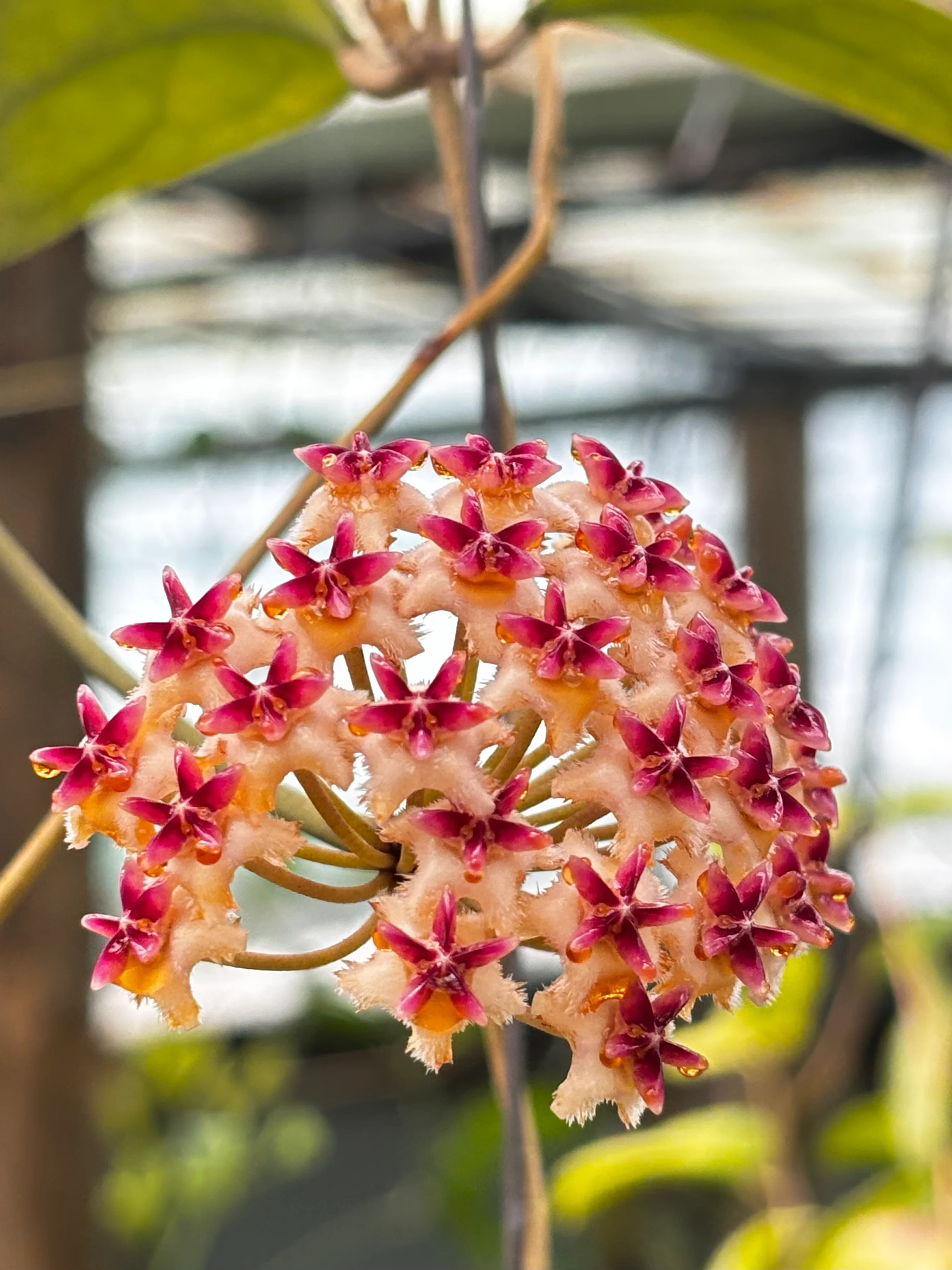 Hoya erythrostemma H173 - Image 2