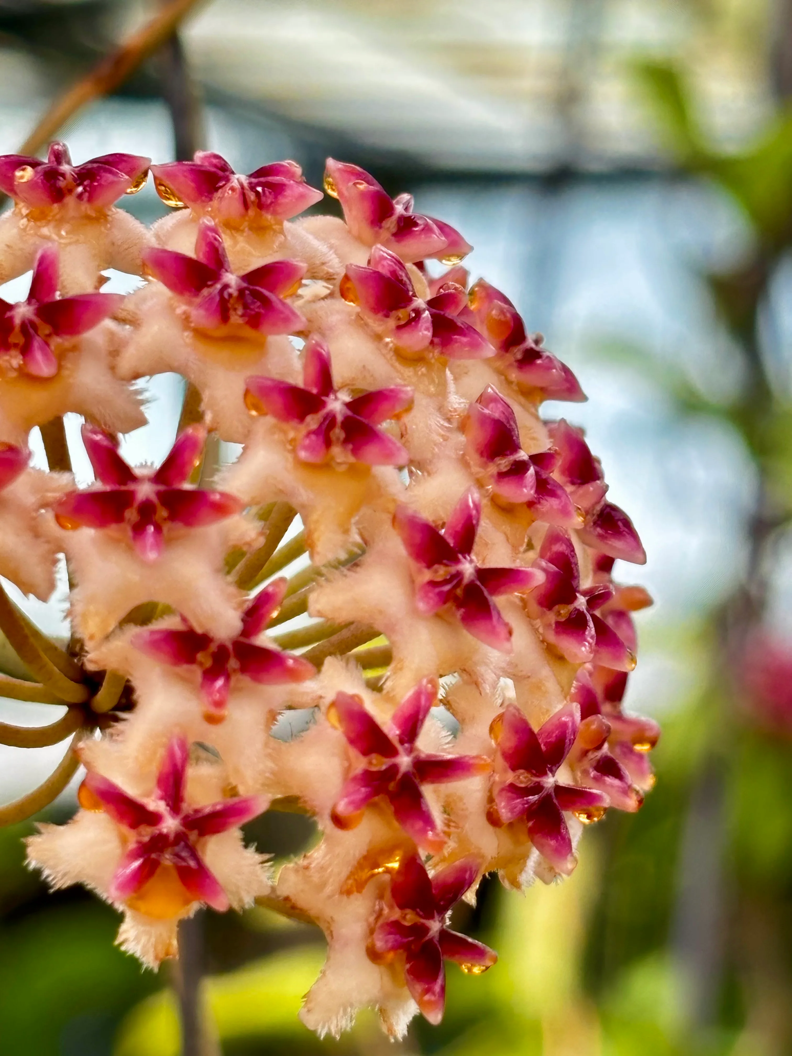 Hoya erythrostemma H173 - Image 5