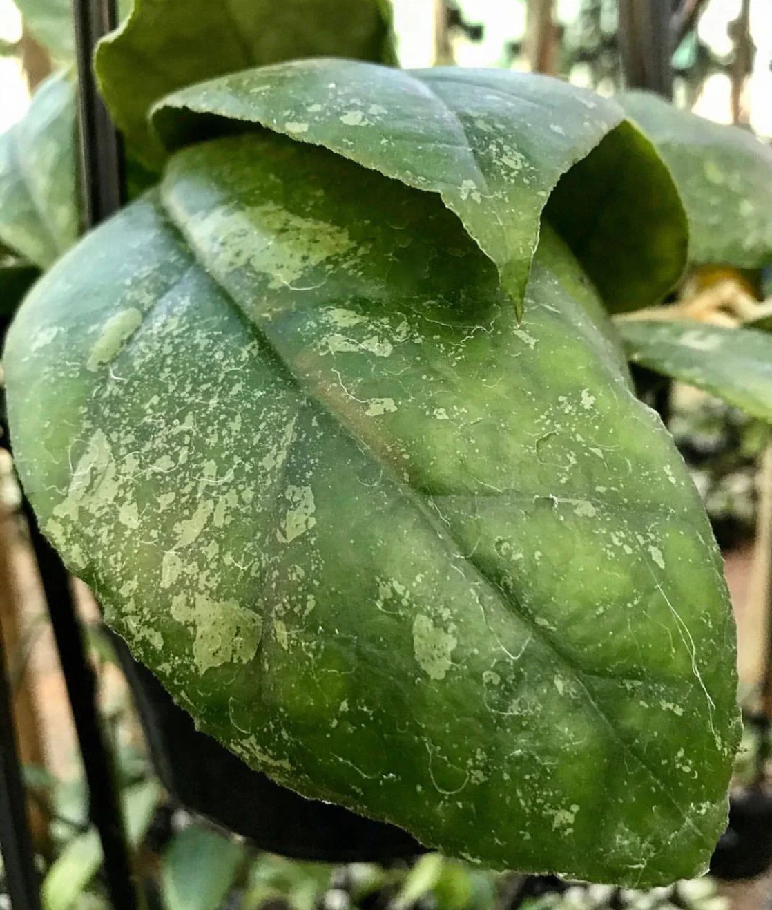 Hoya finlaysonii Malaysia IML 0398 H60 - Image 4