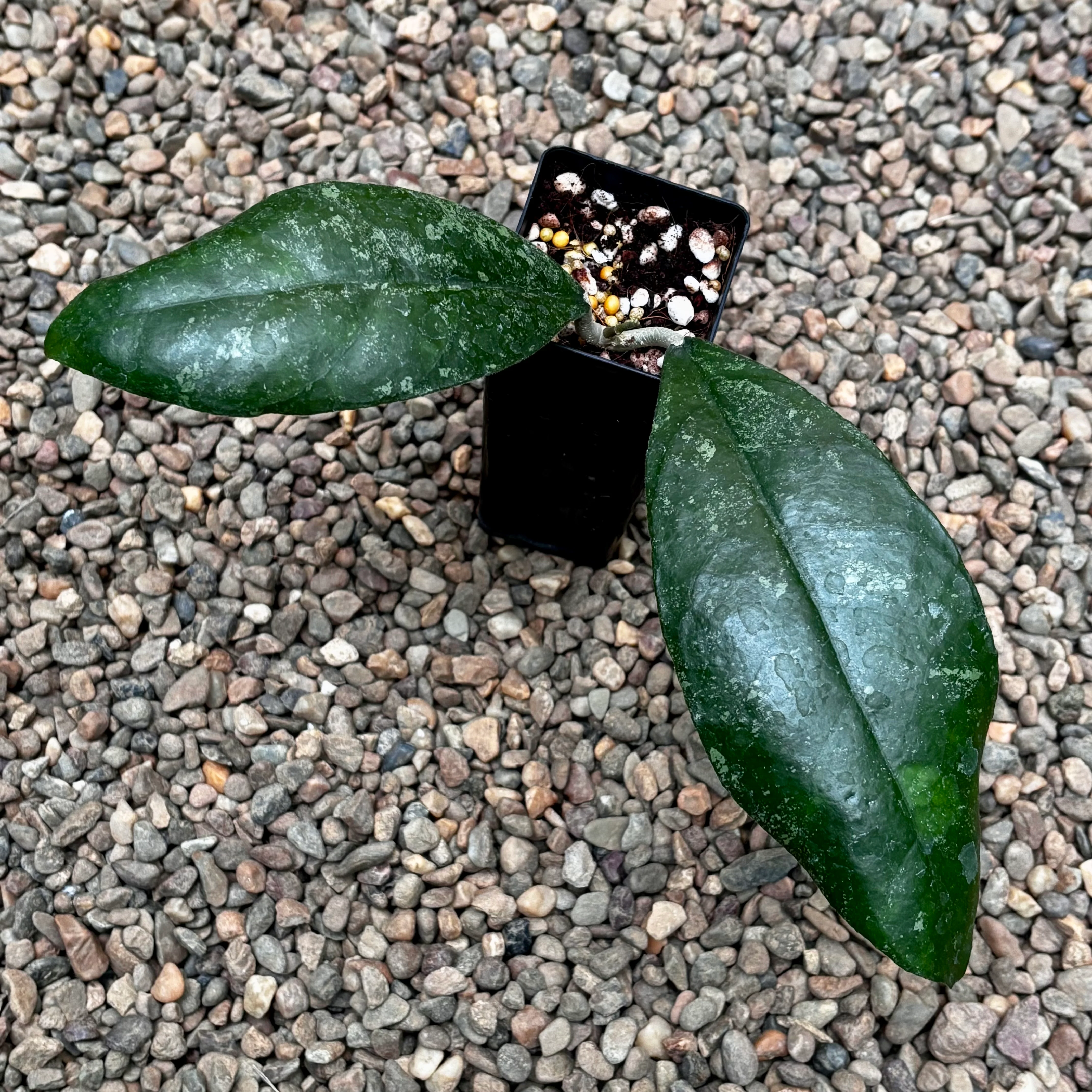 Hoya finlaysonii Malaysia IML 0398 H60 - Image 6