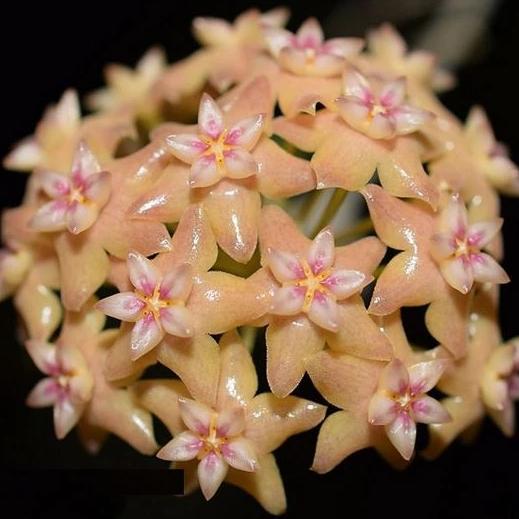 Hoya fitchii IML 1683 H234