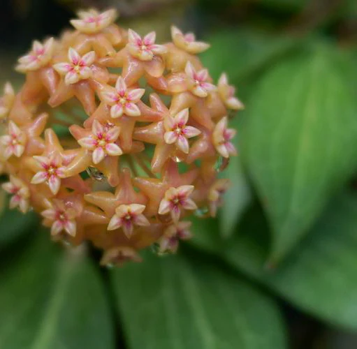 Hoya fitchii IML 1683 H234 - Image 3