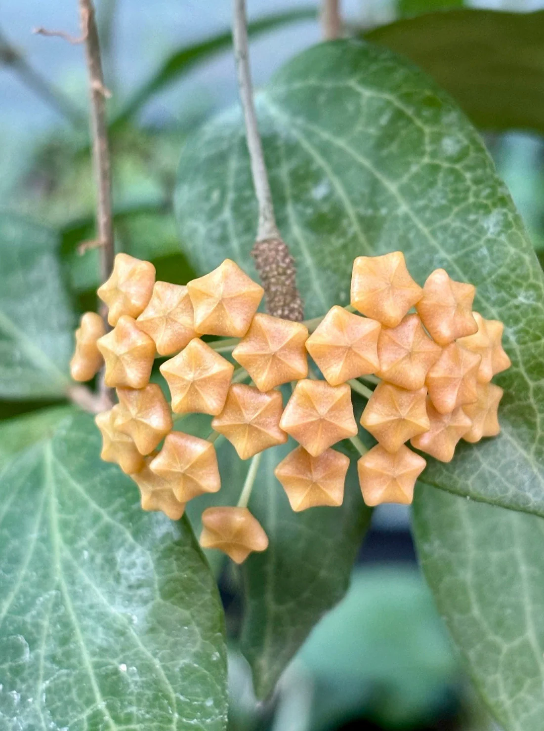 Hoya fitchii IML 1683 H234 - Image 5