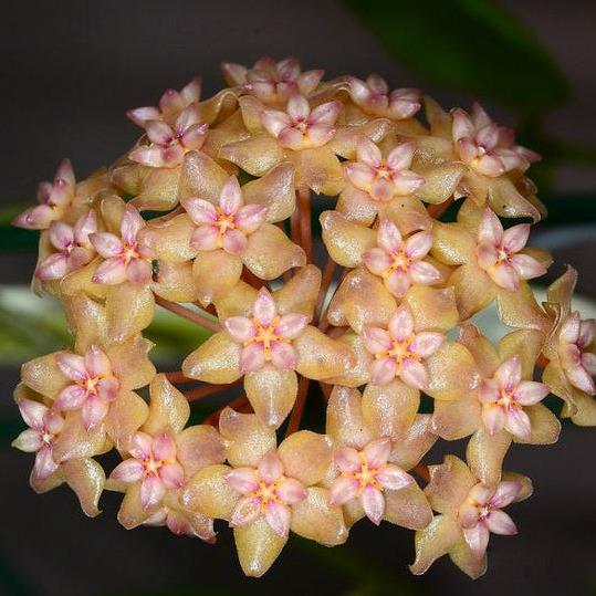 Hoya fitchii IML 1683 H234 - Image 6