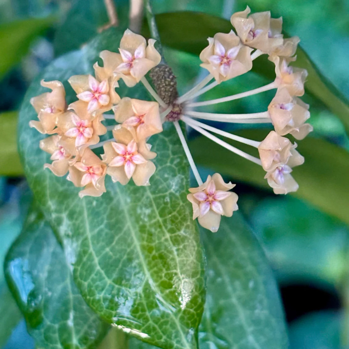 Hoya fitchii IML 1683 H234 - Image 7