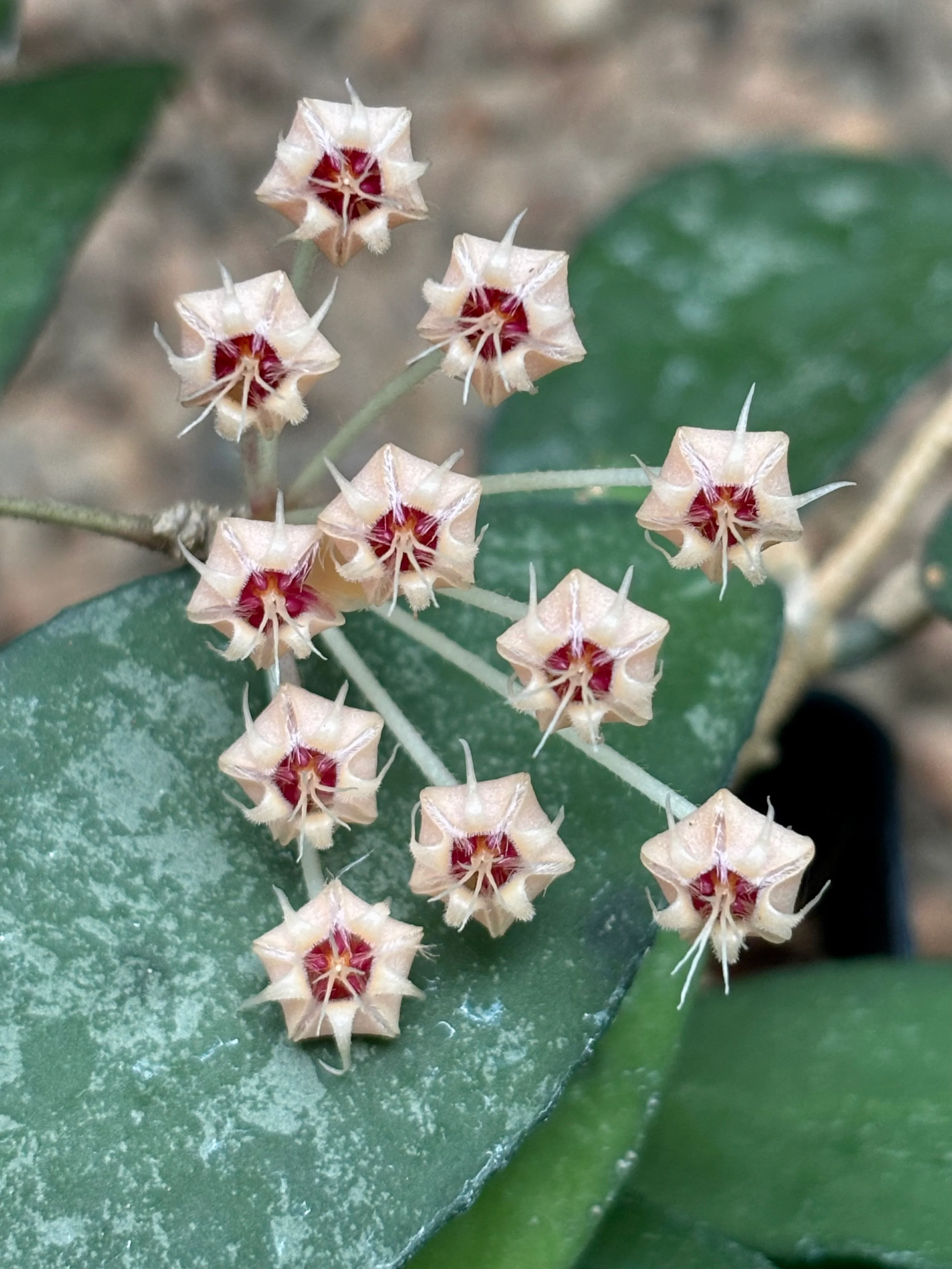 Hoya flagellata (gold) H344 - Image 18