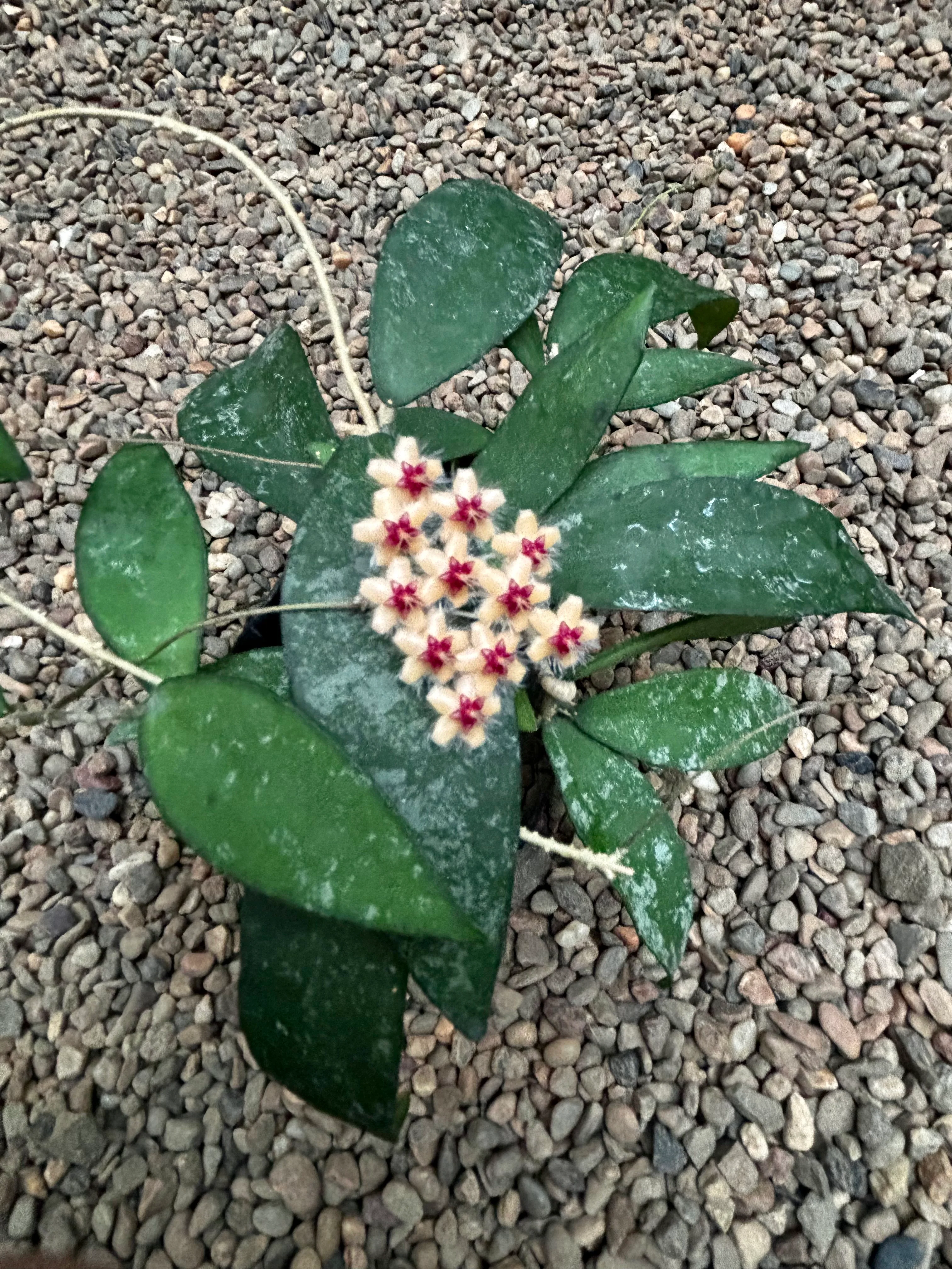 Hoya flagellata (gold) H344 - Image 19