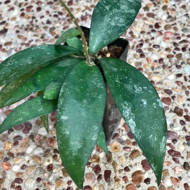 Hoya flagellata (gold) H344 - Image 2