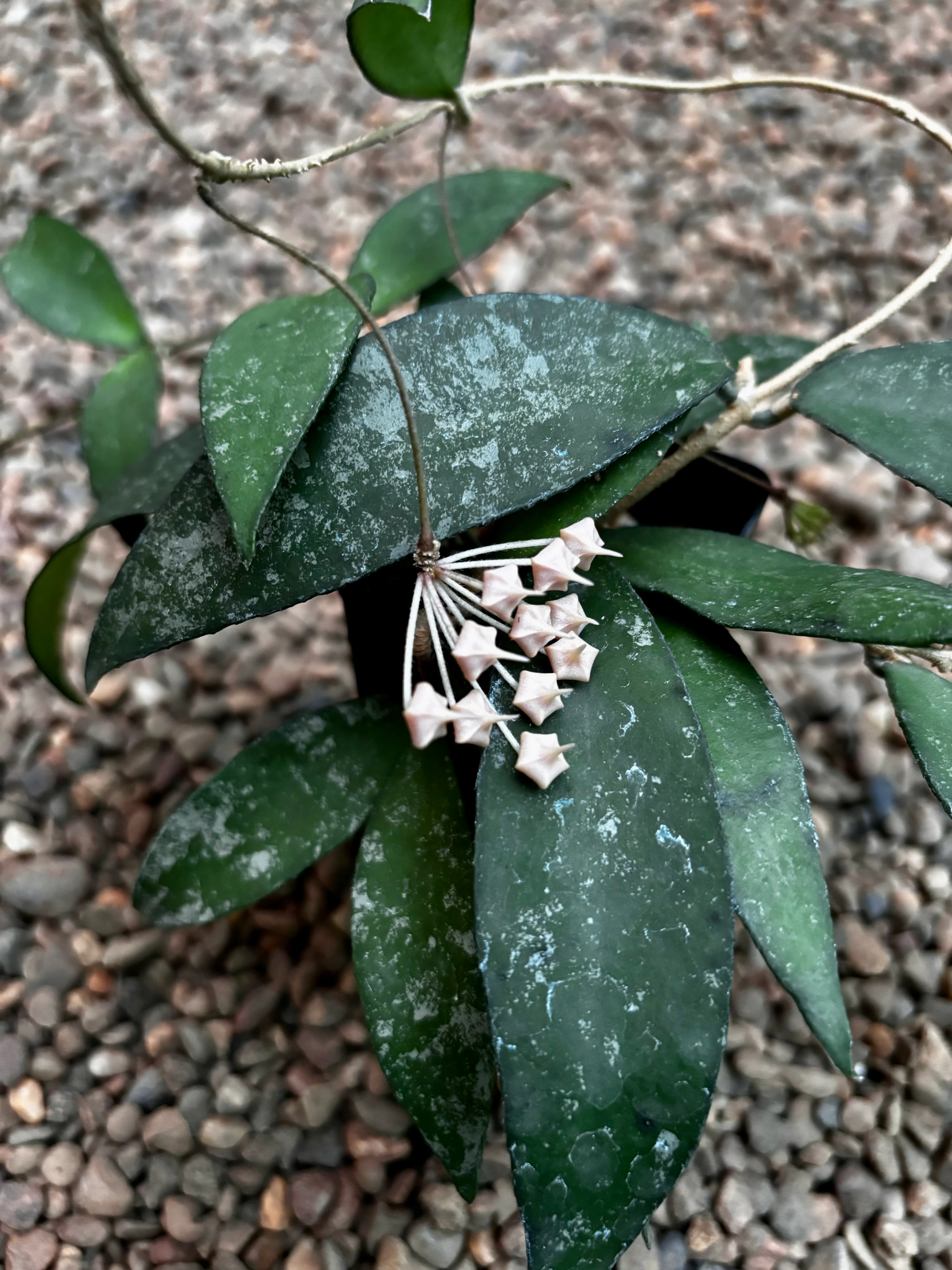 Hoya flagellata (gold) H344 - Image 3