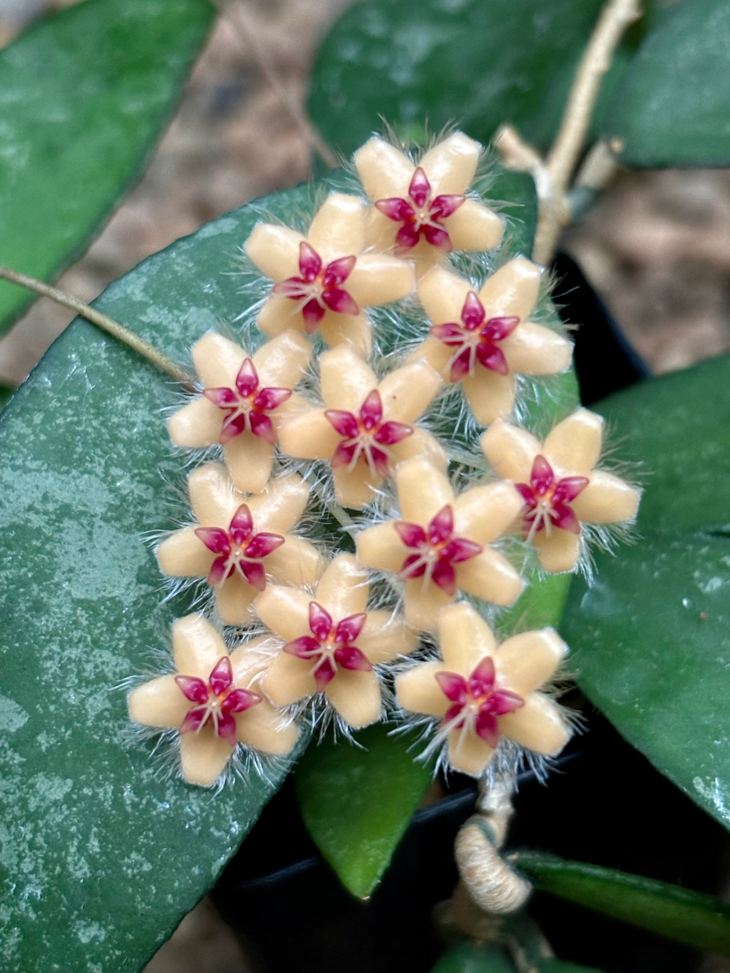 Hoya flagellata (gold) H344 - Image 5