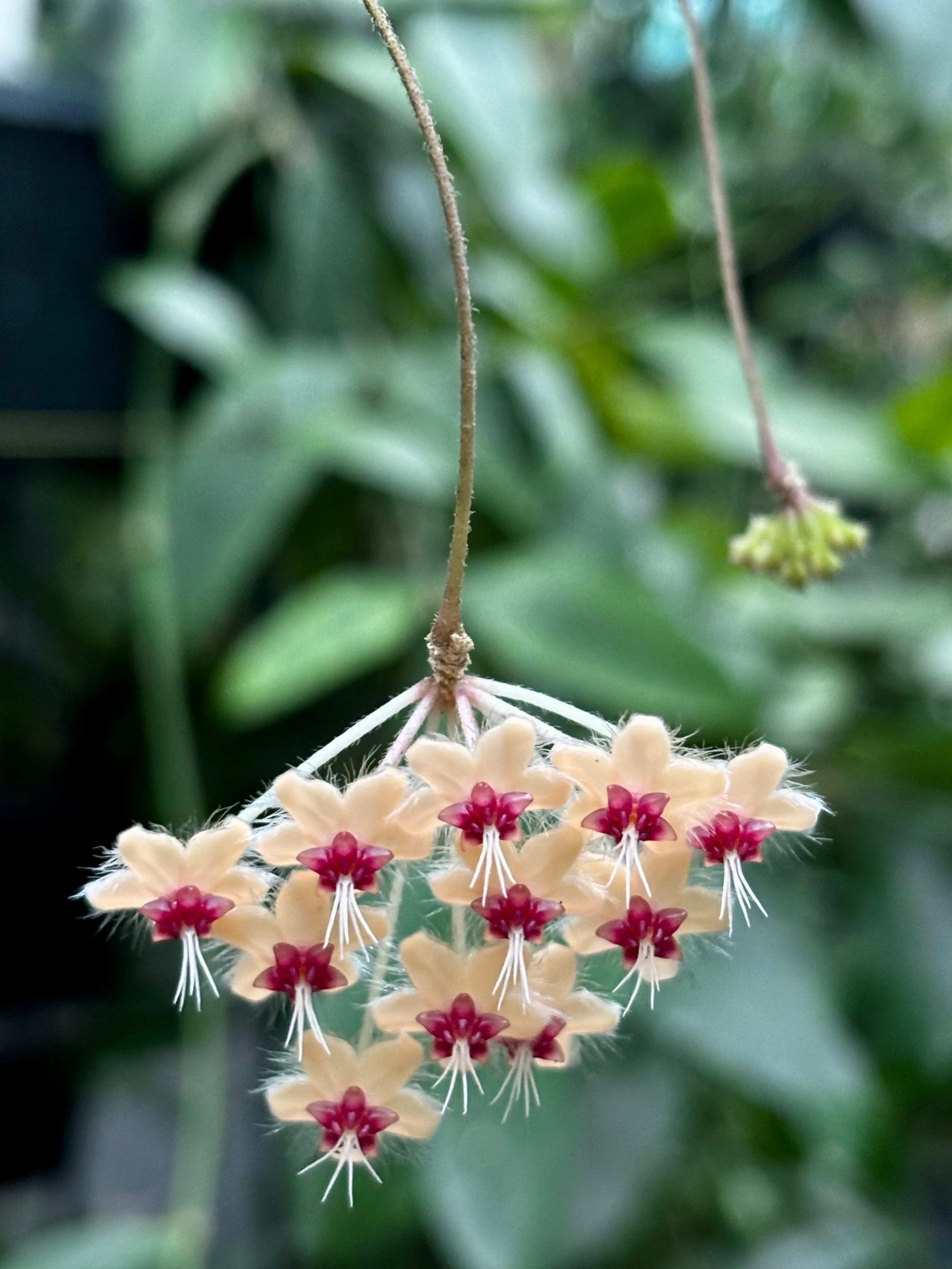 Hoya flagellata (gold) H344 - Image 7