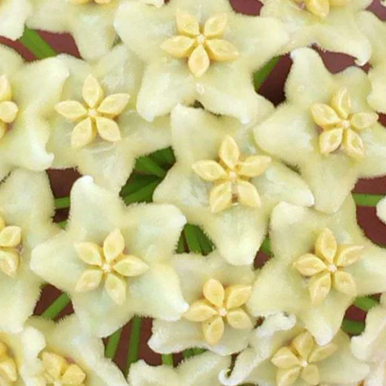 Hoya flavescens IML 1117 H235