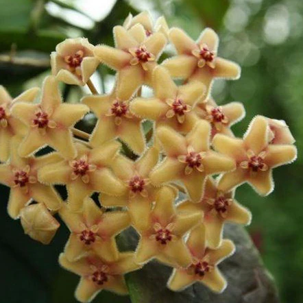 Hoya flavida IML 0118 H277 - Image 3