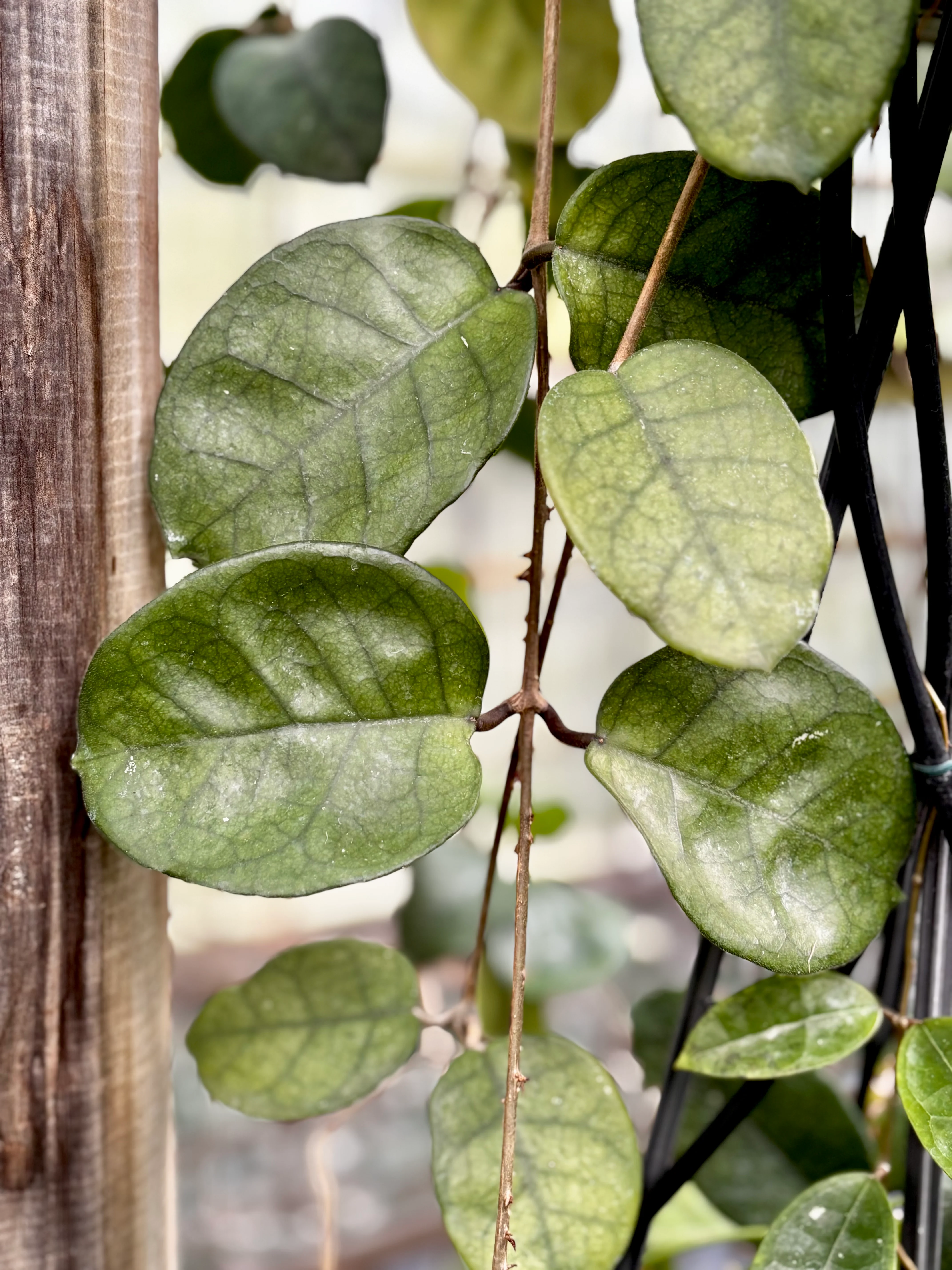 Hoya fungii H3 - Image 7