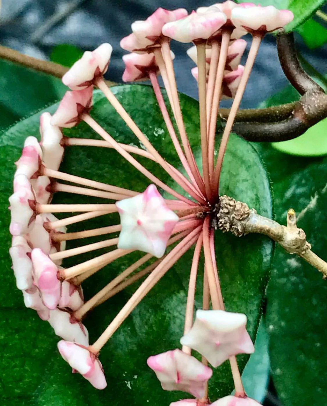 Hoya fungii H3 - Image 9