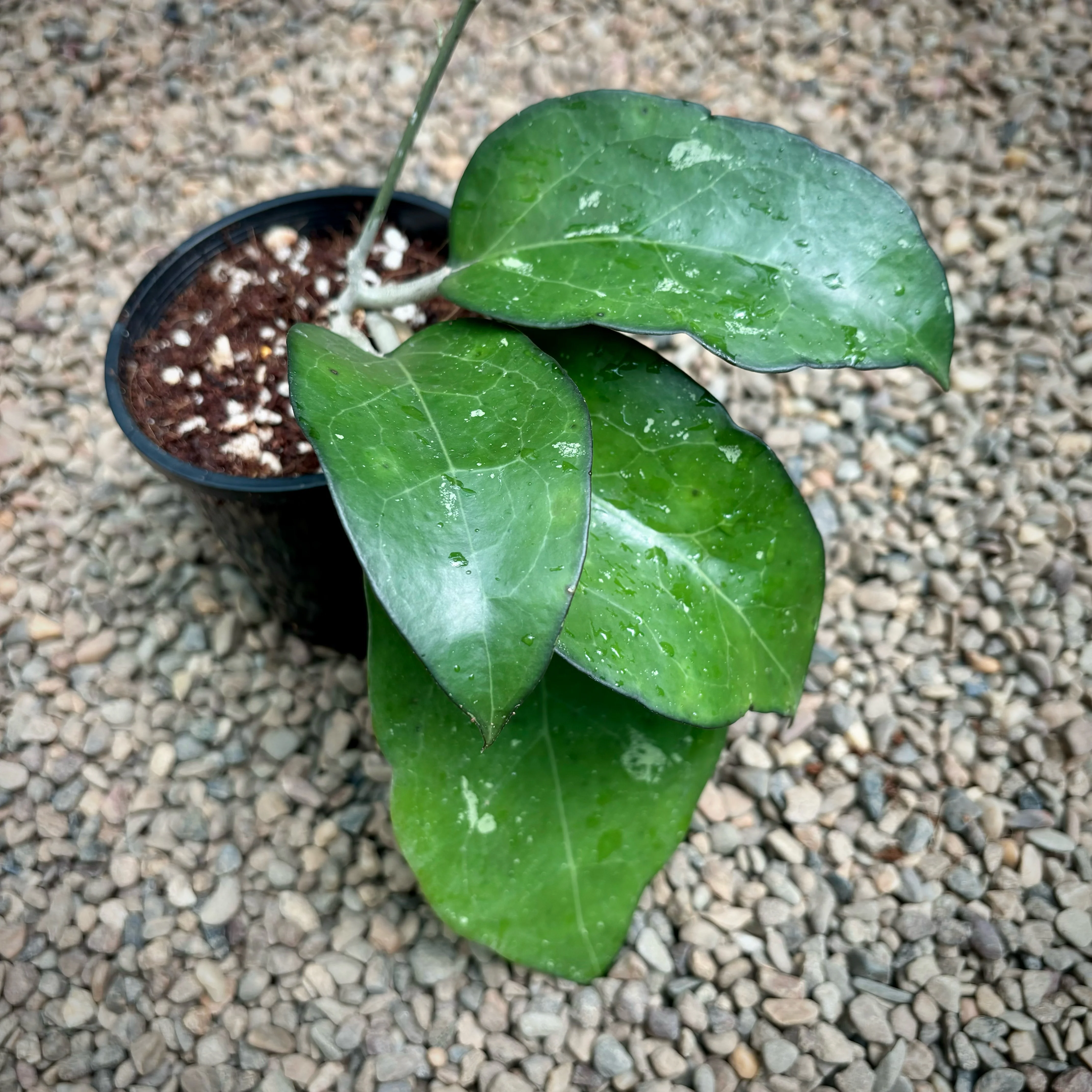 Hoya fuscomarginata H22 - Image 14