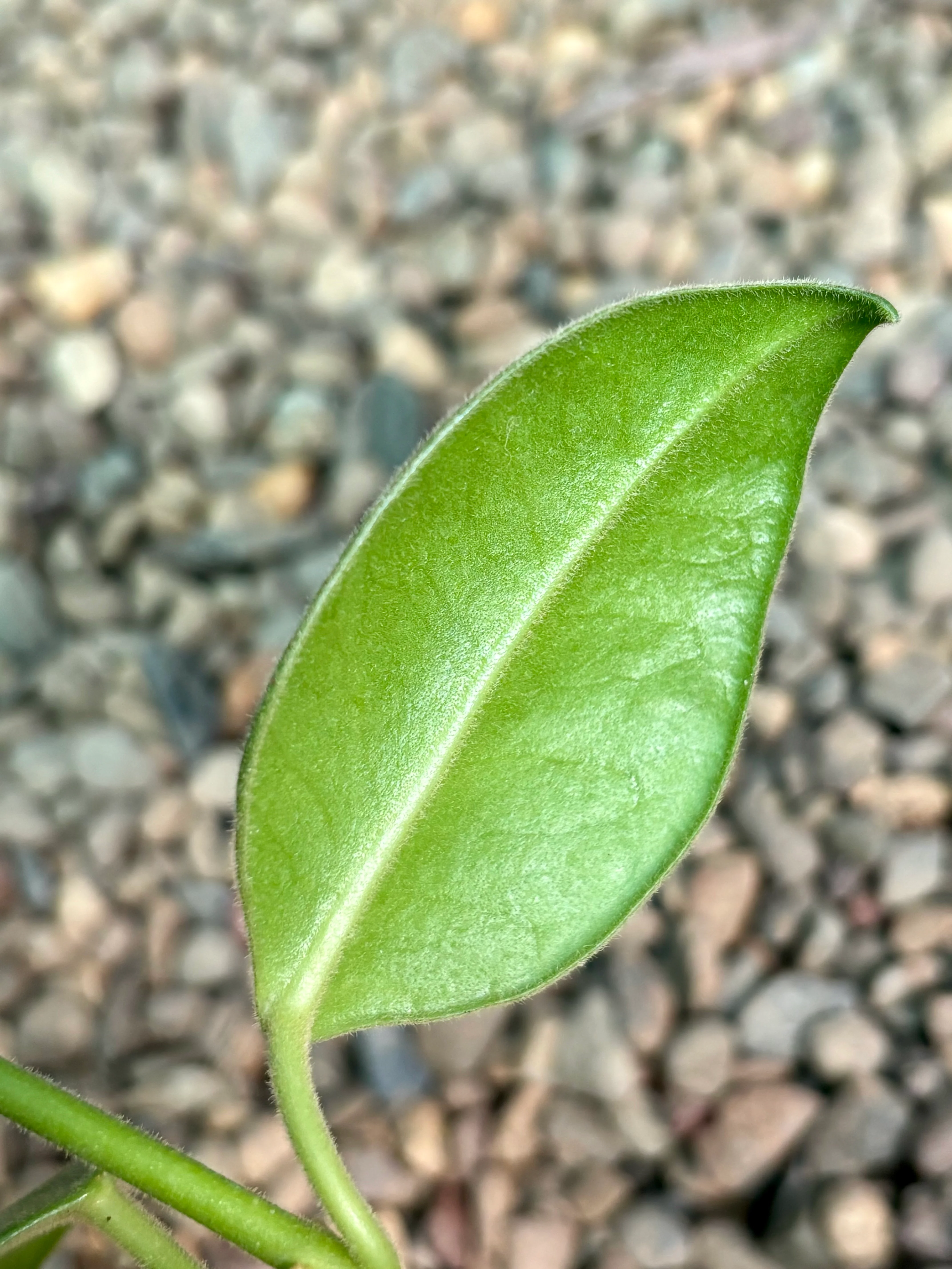 Hoya gigas H345 - Image 2