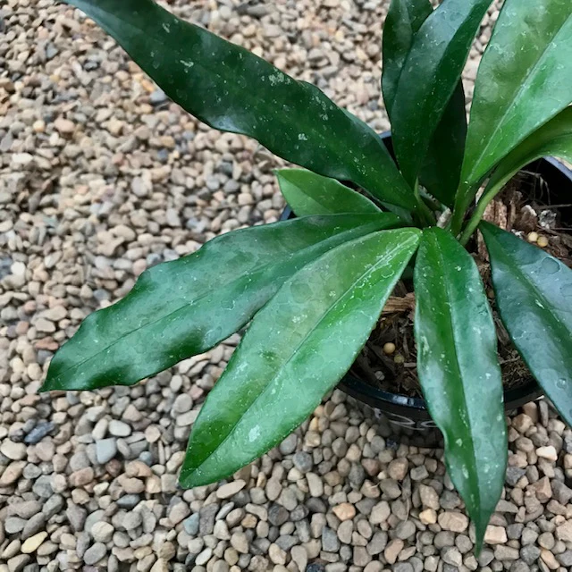 Hoya griffithii IML 1856 H299 - Image 2