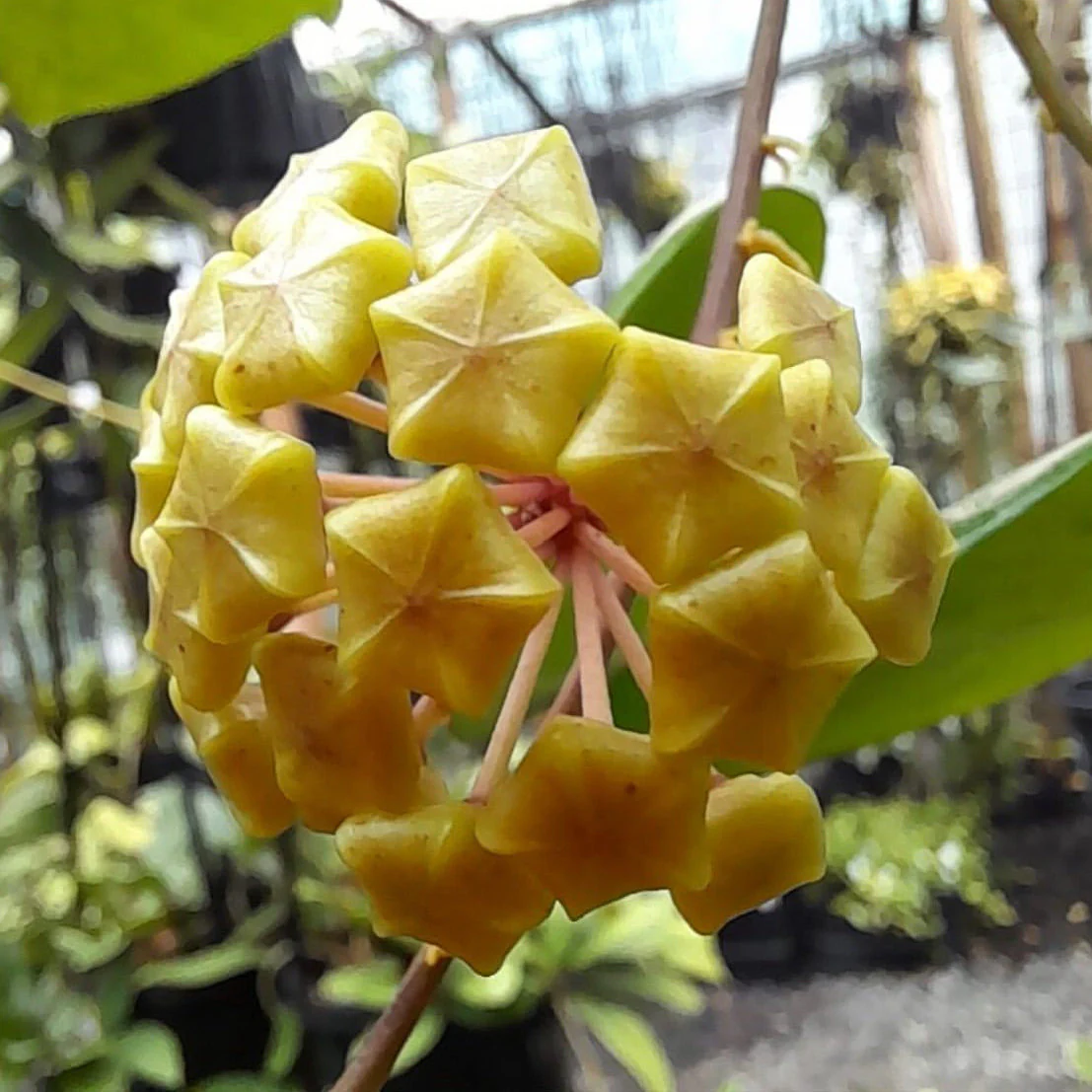 Hoya neocaledonica IML 1647 H166 - Image 11