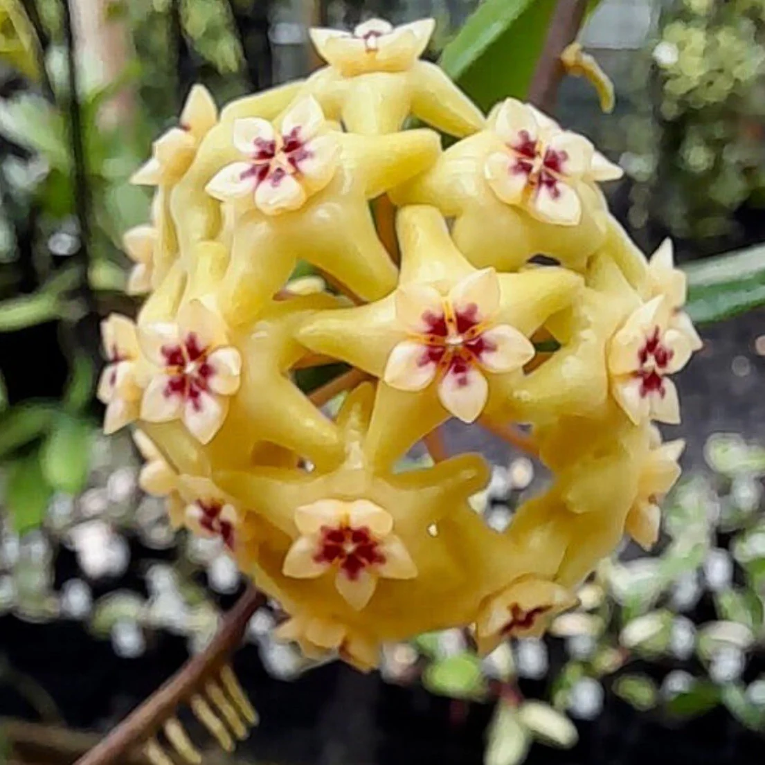 Hoya neocaledonica IML 1647 H166 - Image 13