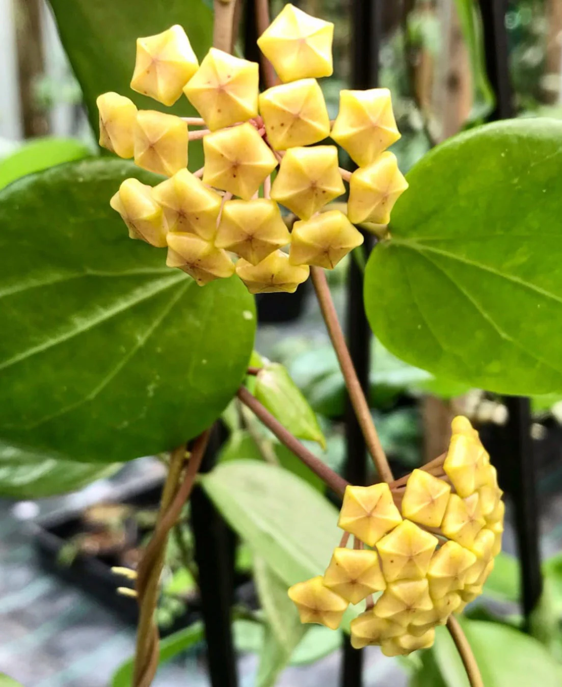 Hoya neocaledonica IML 1647 H166 - Image 6
